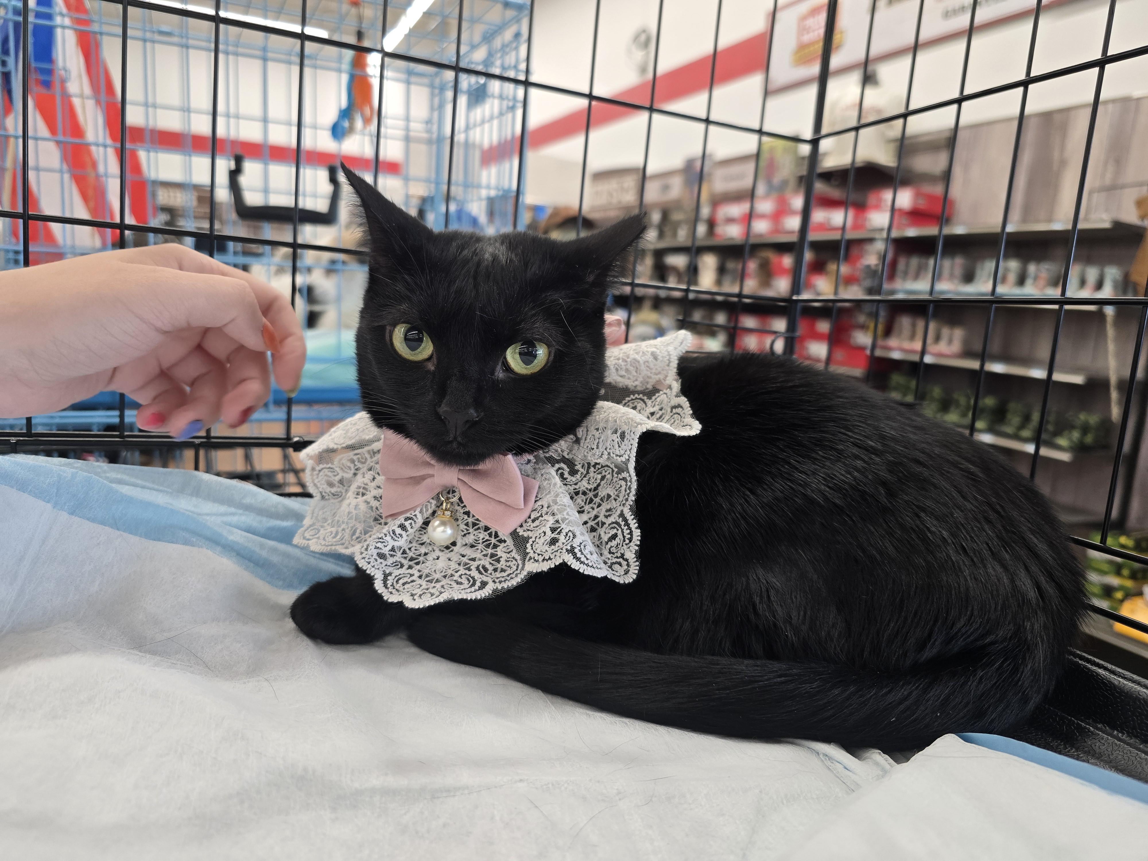 Eleven, Adoptable, Adult Female Bombay.