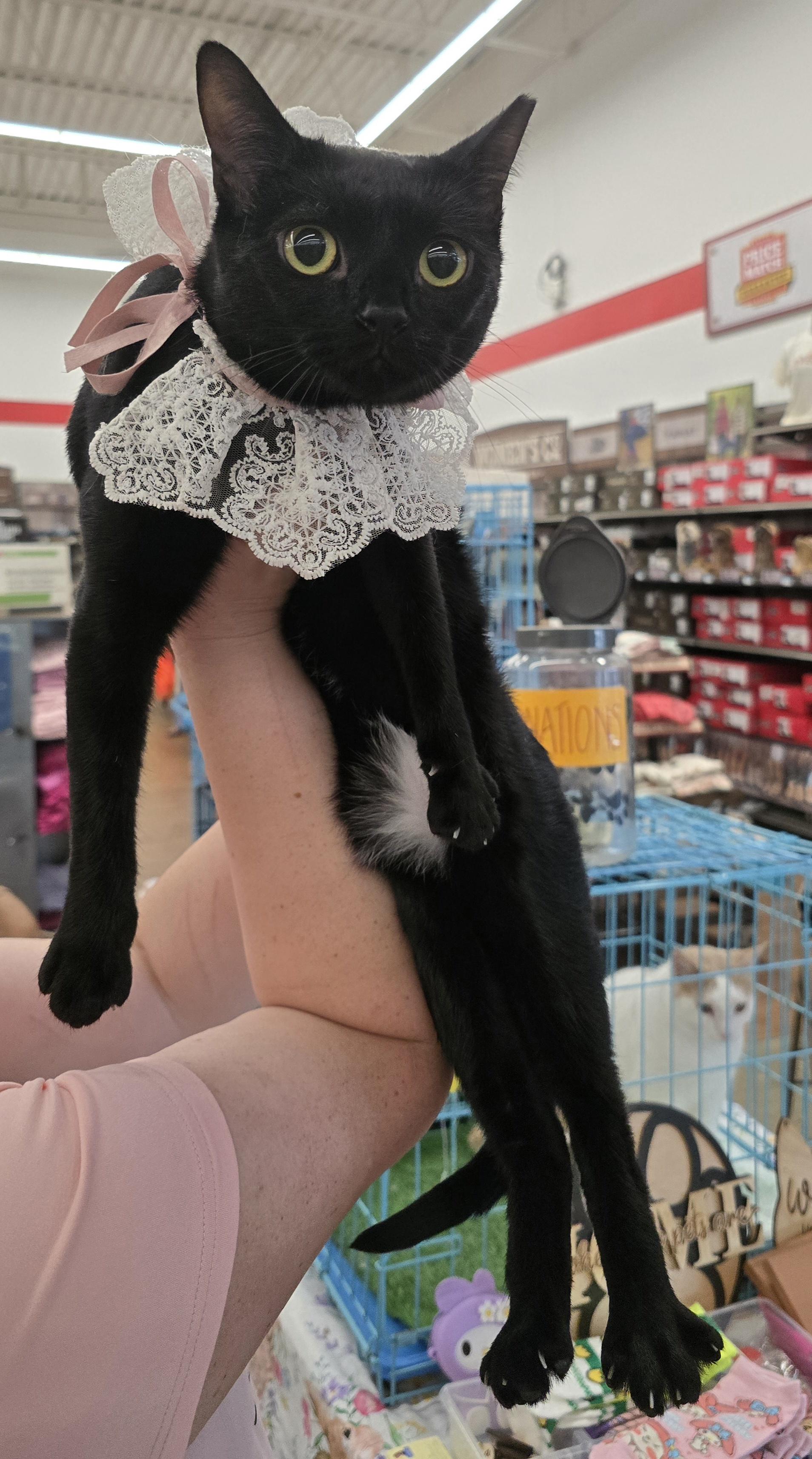 Enlarge Eleven, a Adoptable Bombay in Perth Amboy , NJ image 3/3