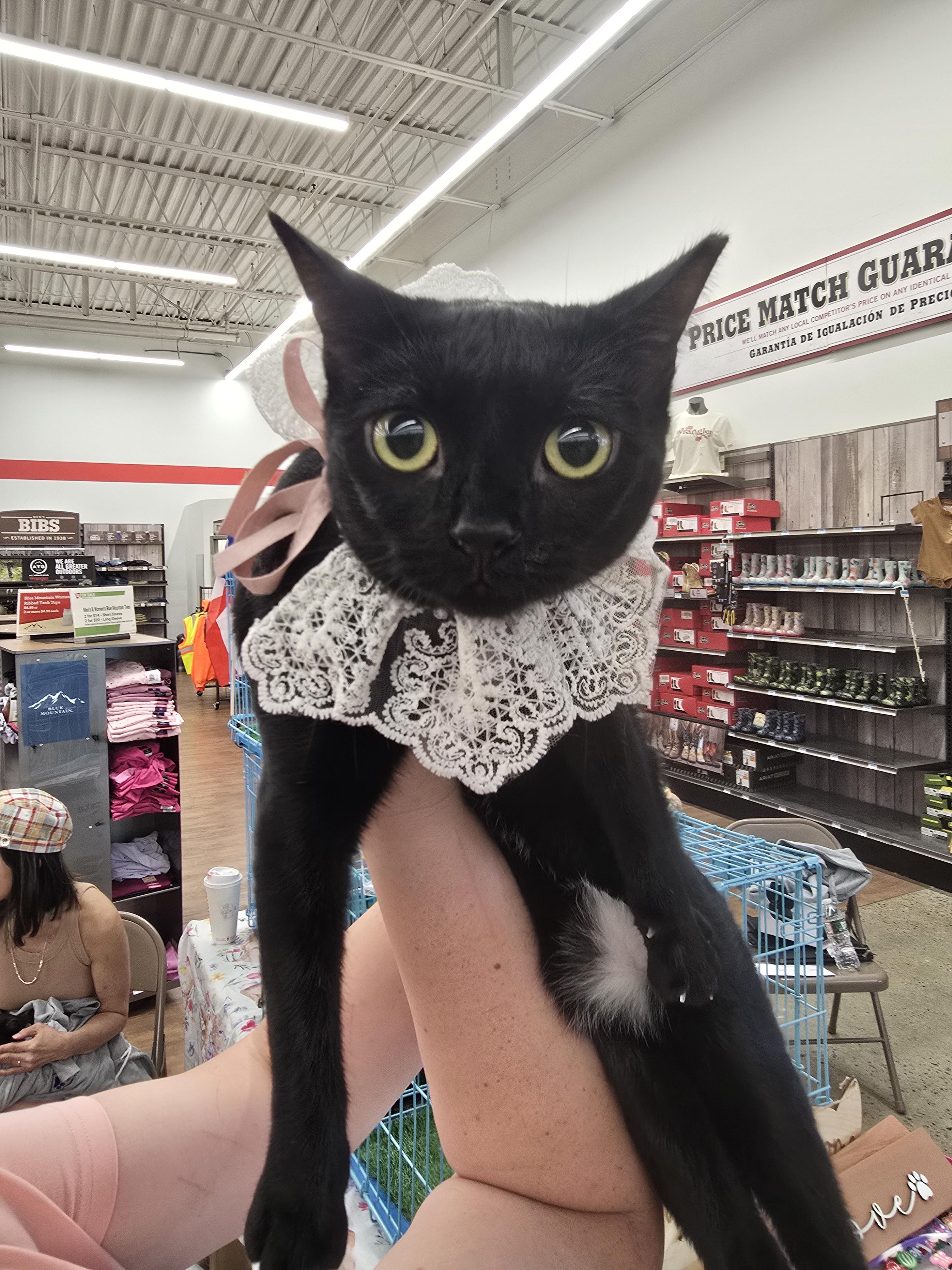 Enlarge Eleven, a Adoptable Bombay in Perth Amboy , NJ image 2/3