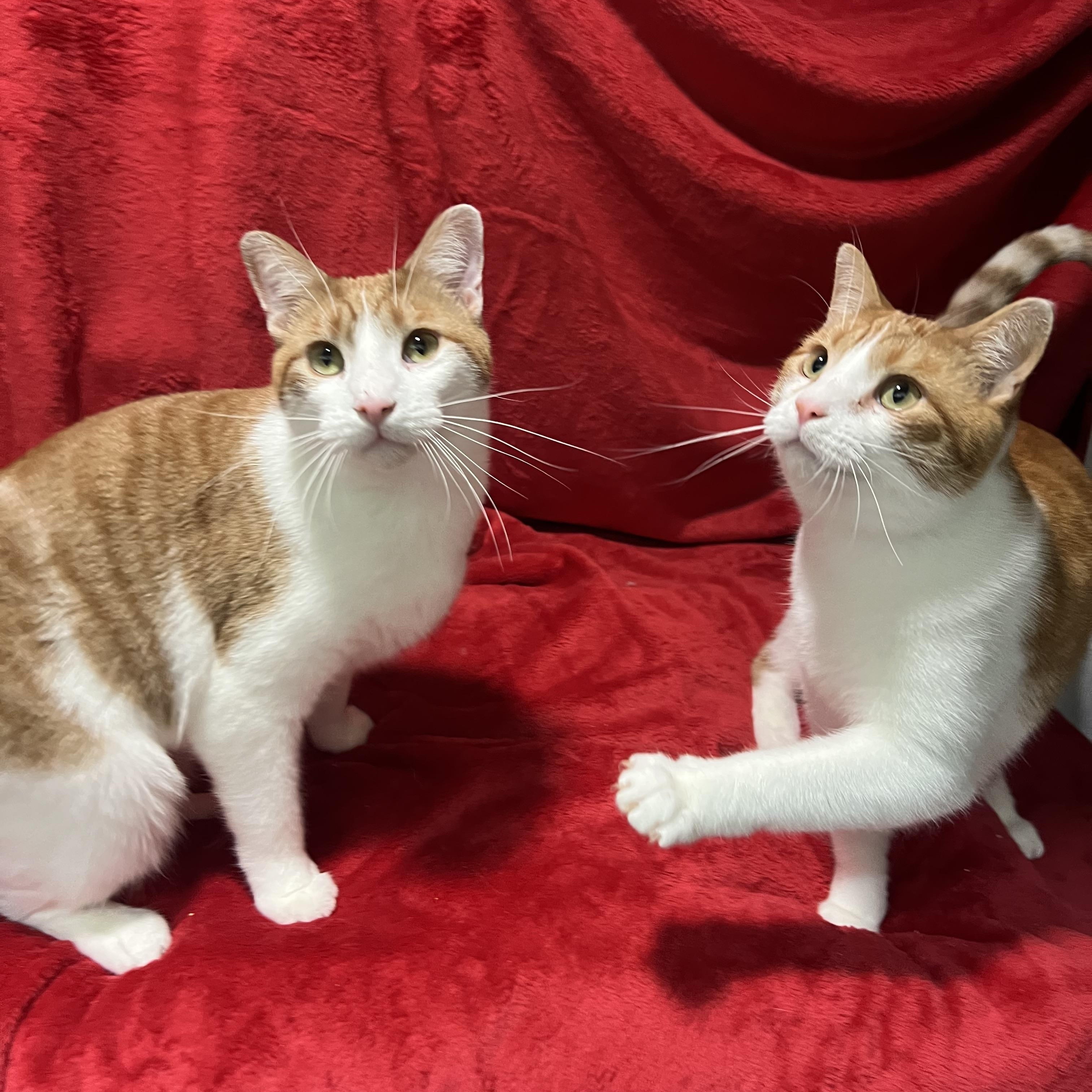 Jack and Colby, a ADOPTABLE Domestic Short Hair in Newton, IL image 1/5