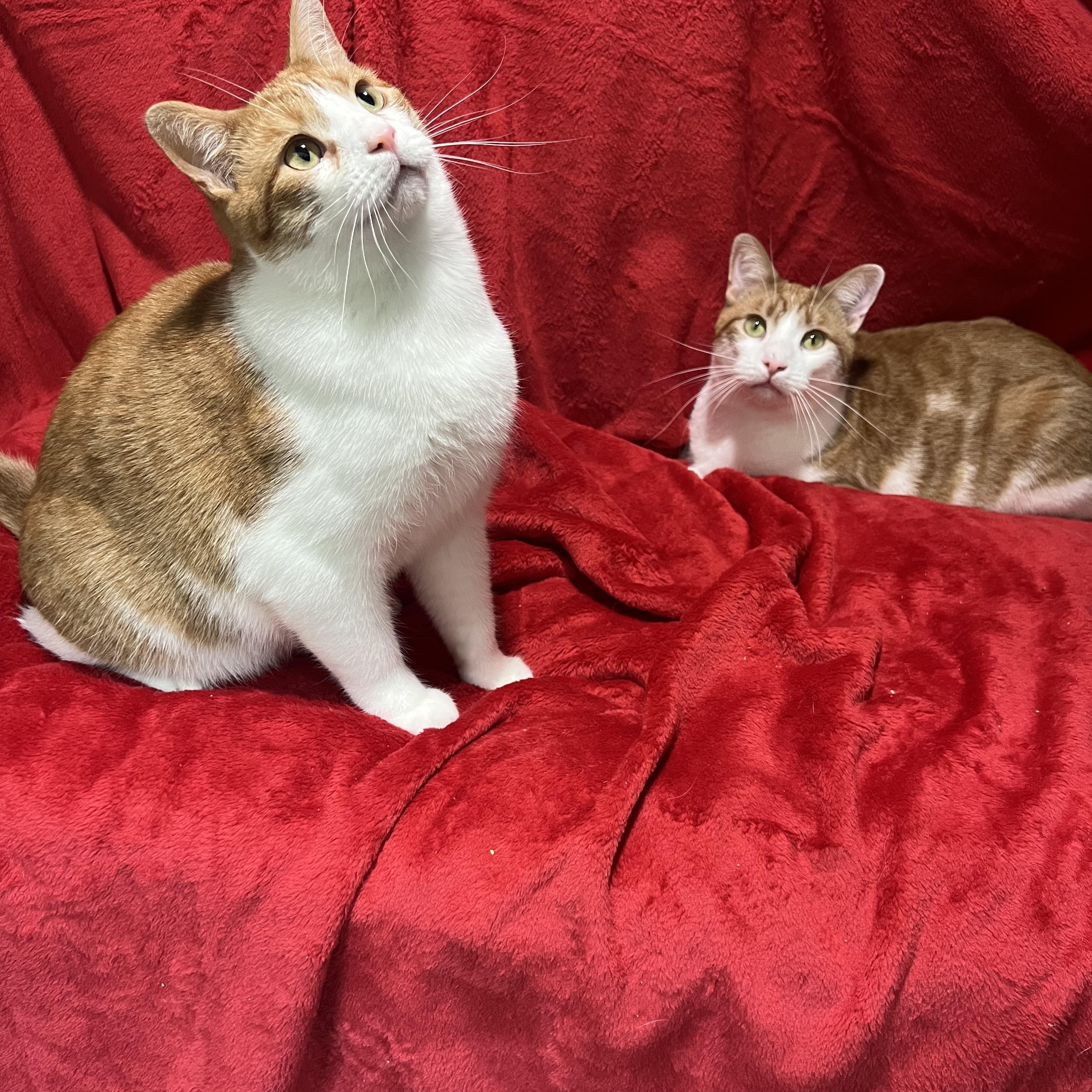 Jack and Colby, a ADOPTABLE Domestic Short Hair in Newton, IL image 2/5
