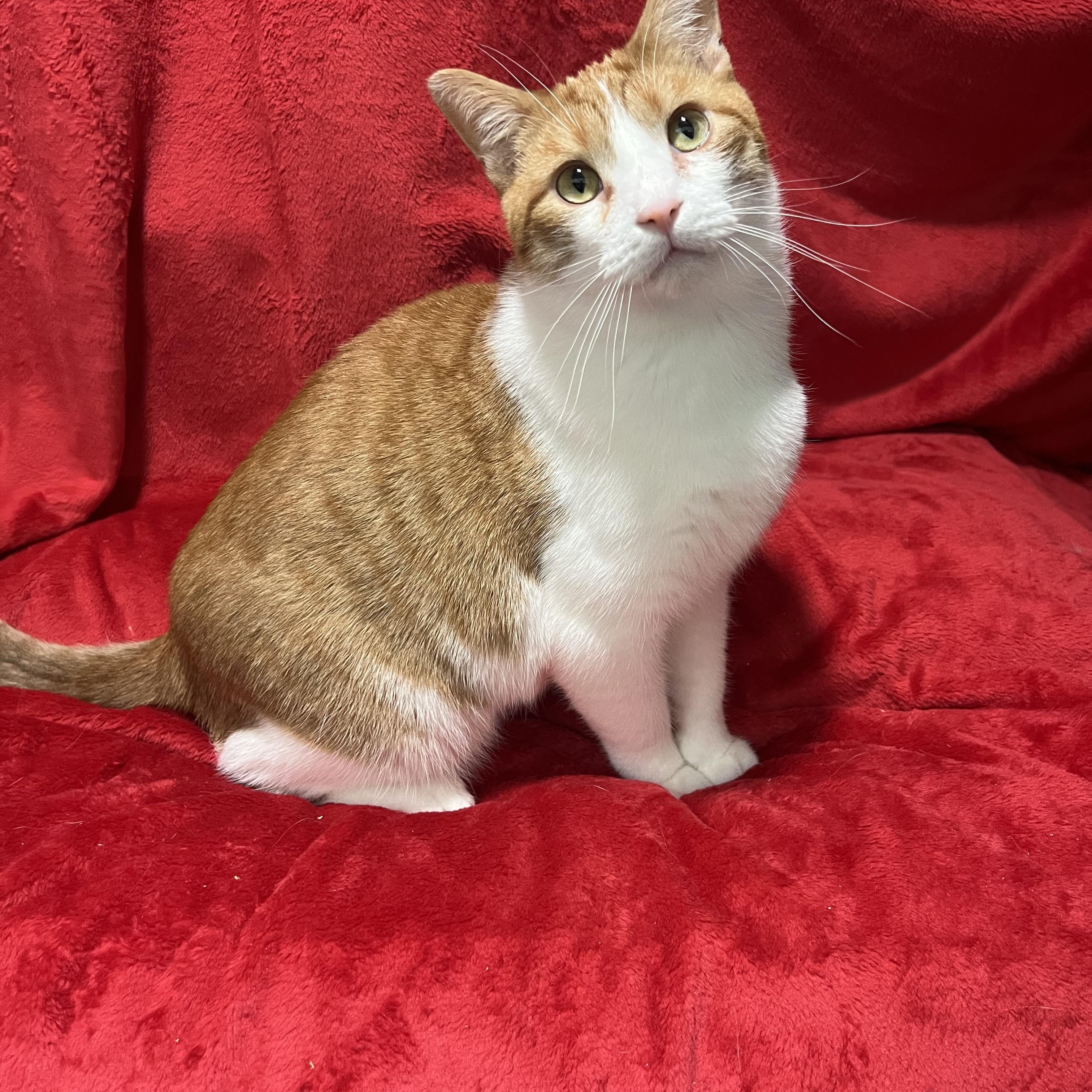 Jack and Colby, ADOPTABLE, Adult Male Domestic Short Hair.