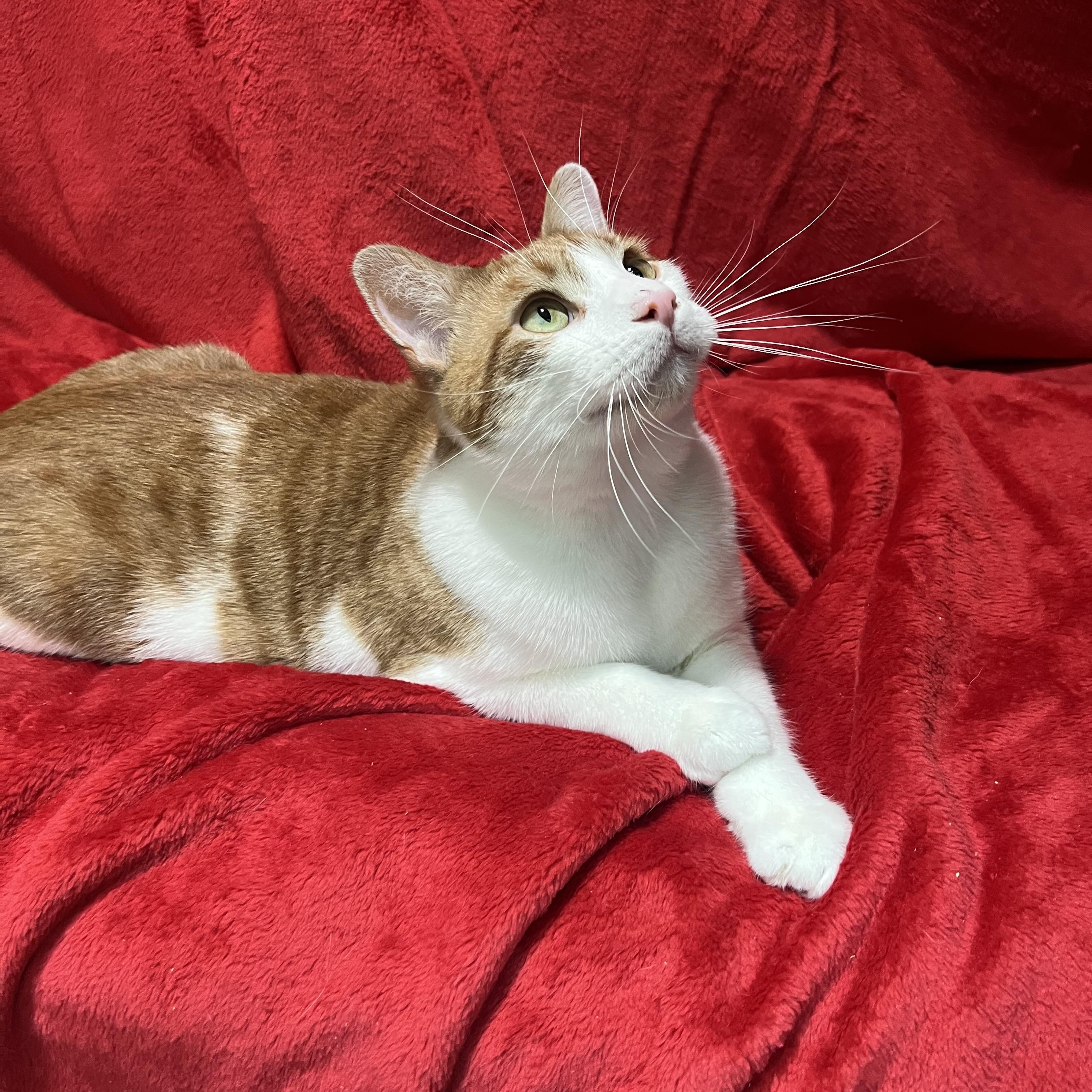 Jack and Colby, a ADOPTABLE Domestic Short Hair in Newton, IL image 4/5