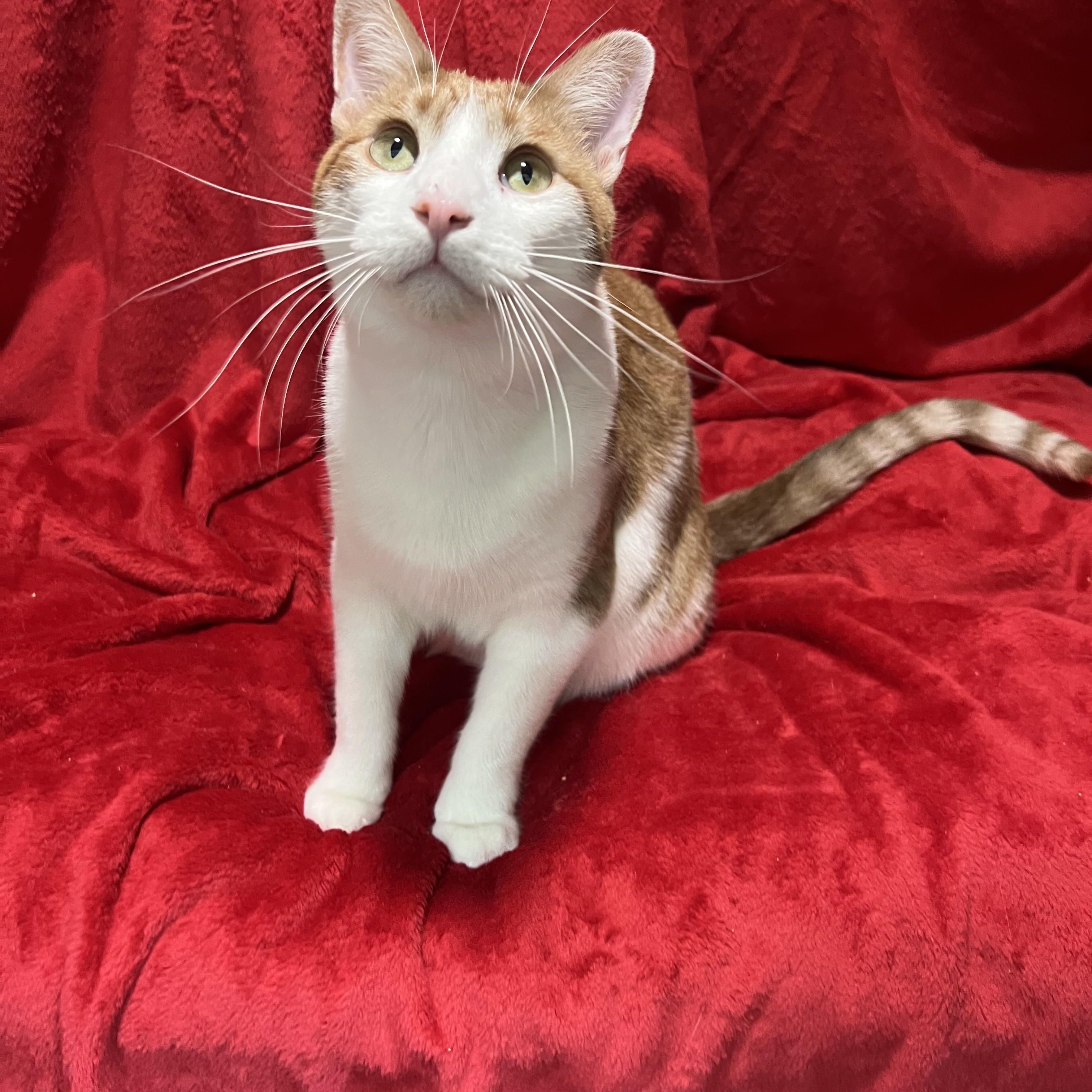 Jack and Colby, a ADOPTABLE Domestic Short Hair in Newton, IL image 5/5