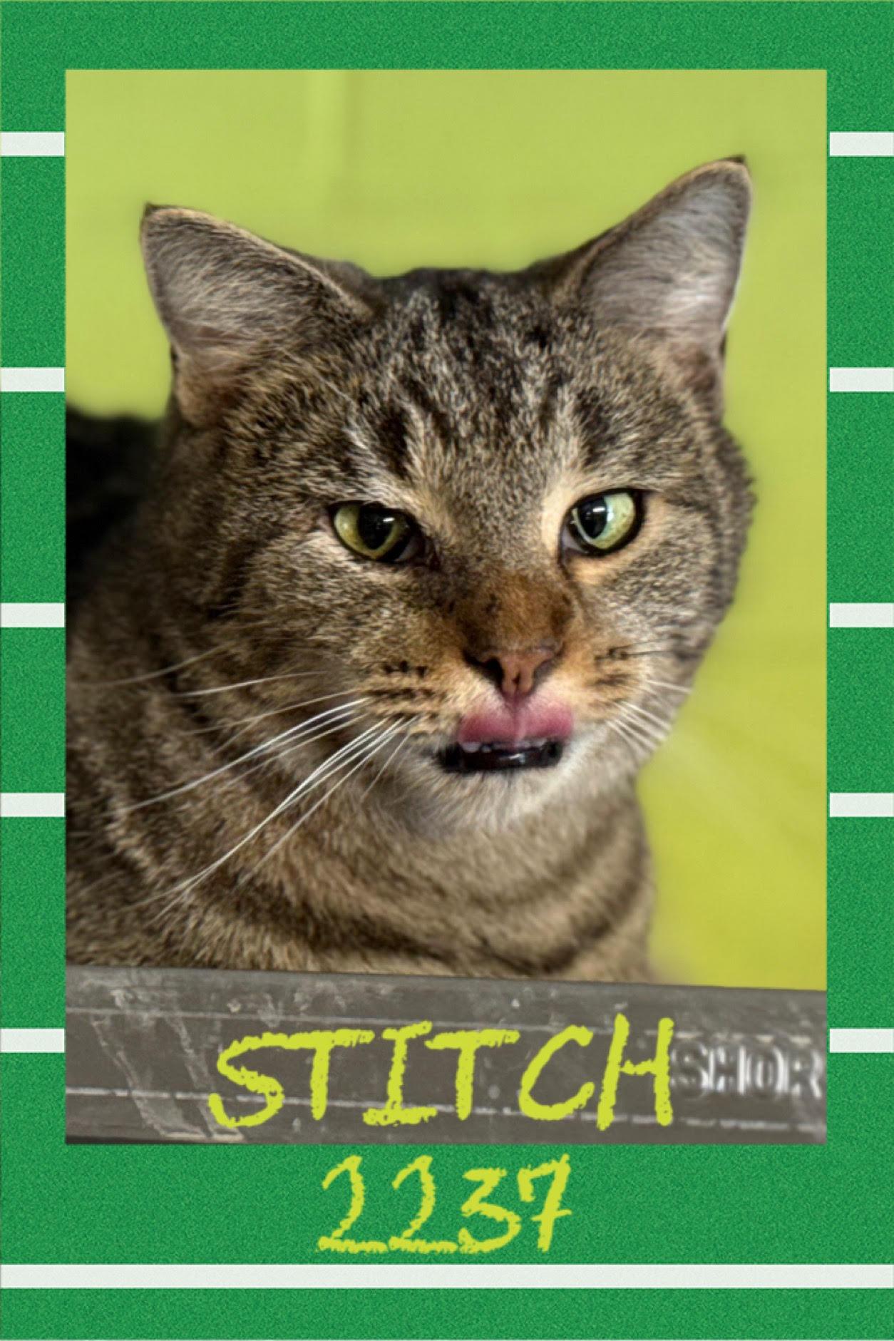 Stitch, Adoptable, Adult Male American Shorthair.
