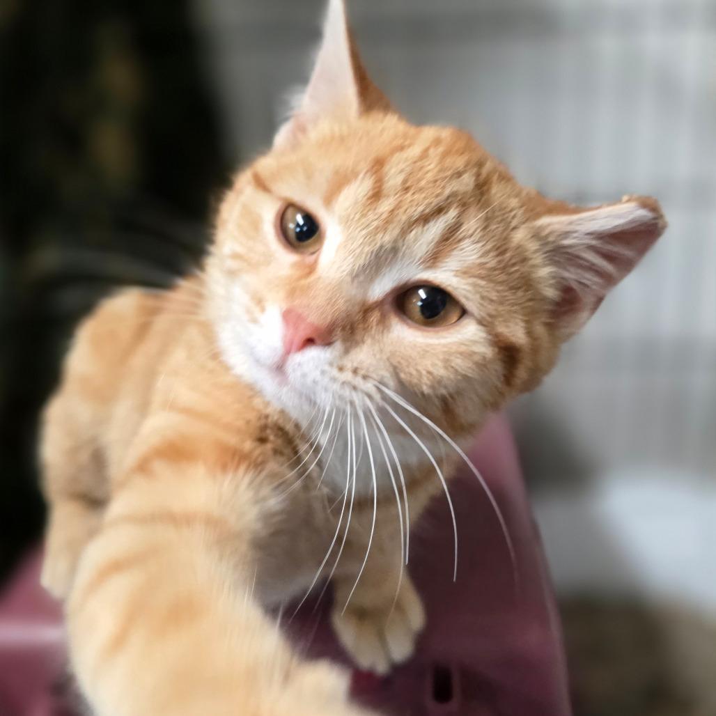 BCAS Honda, a Adoptable Domestic Short Hair in Abingdon, MD image 2/6