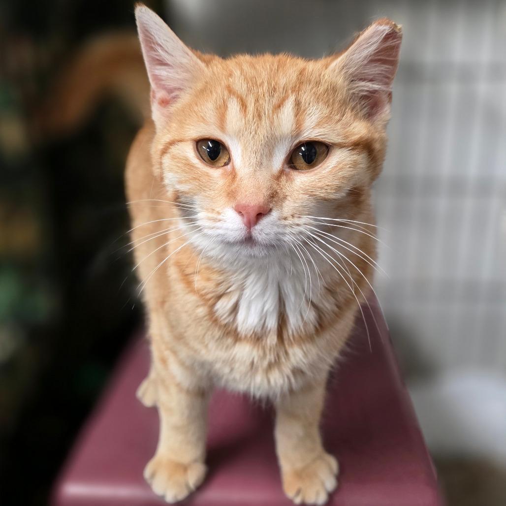 BCAS Honda, a Adoptable Domestic Short Hair in Abingdon, MD image 3/6