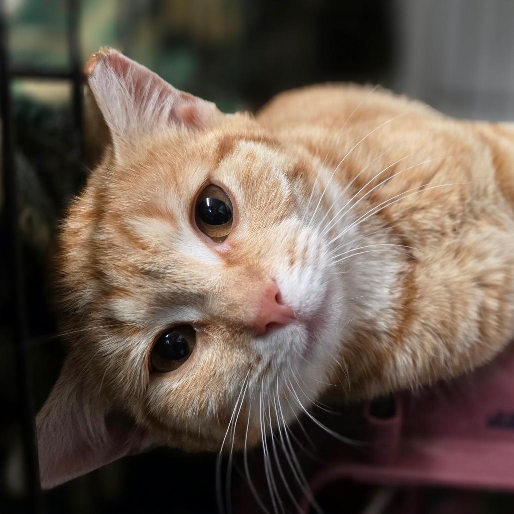 BCAS Honda, a Adoptable Domestic Short Hair in Abingdon, MD image 4/6