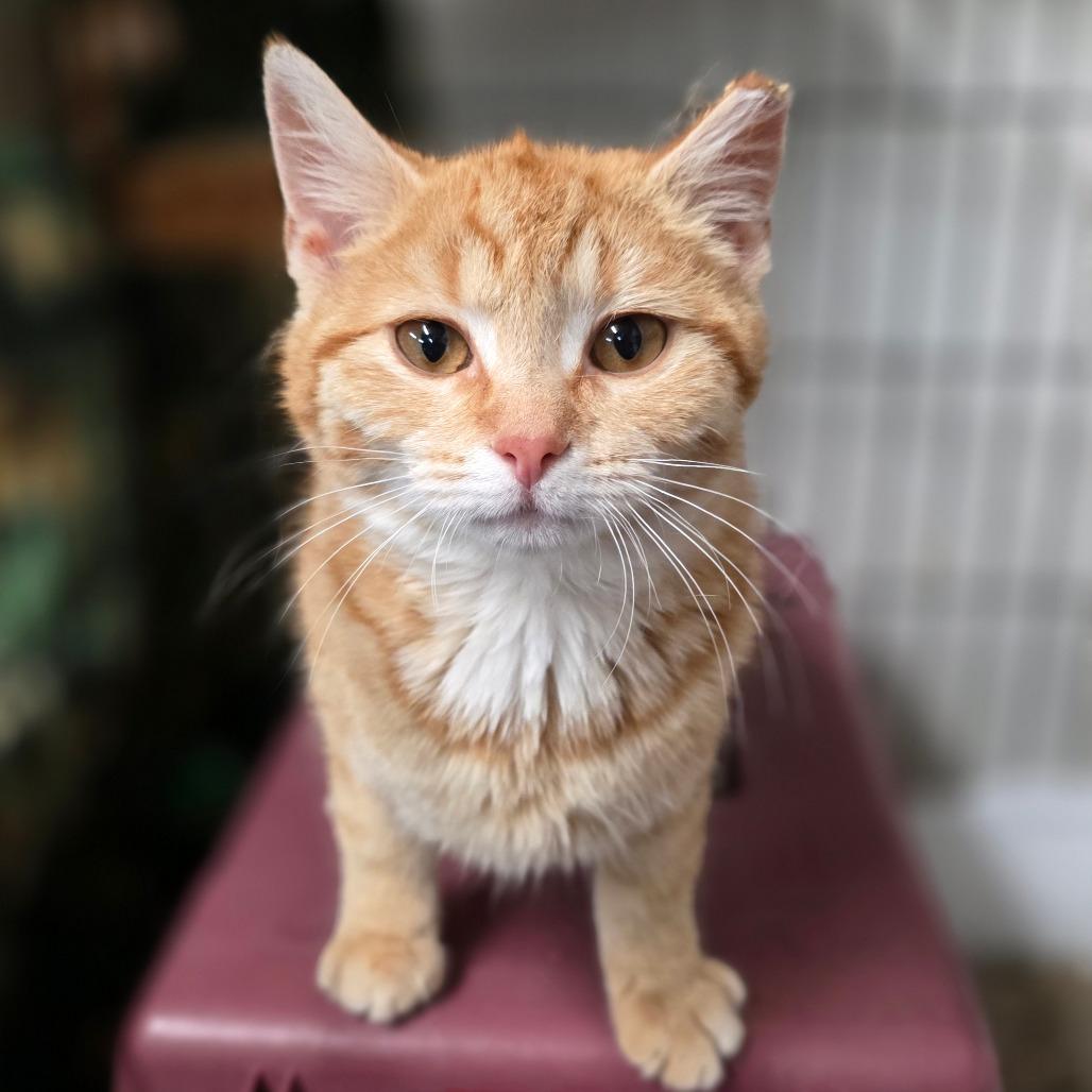 BCAS Honda, a Adoptable Domestic Short Hair in Abingdon, MD image 5/6