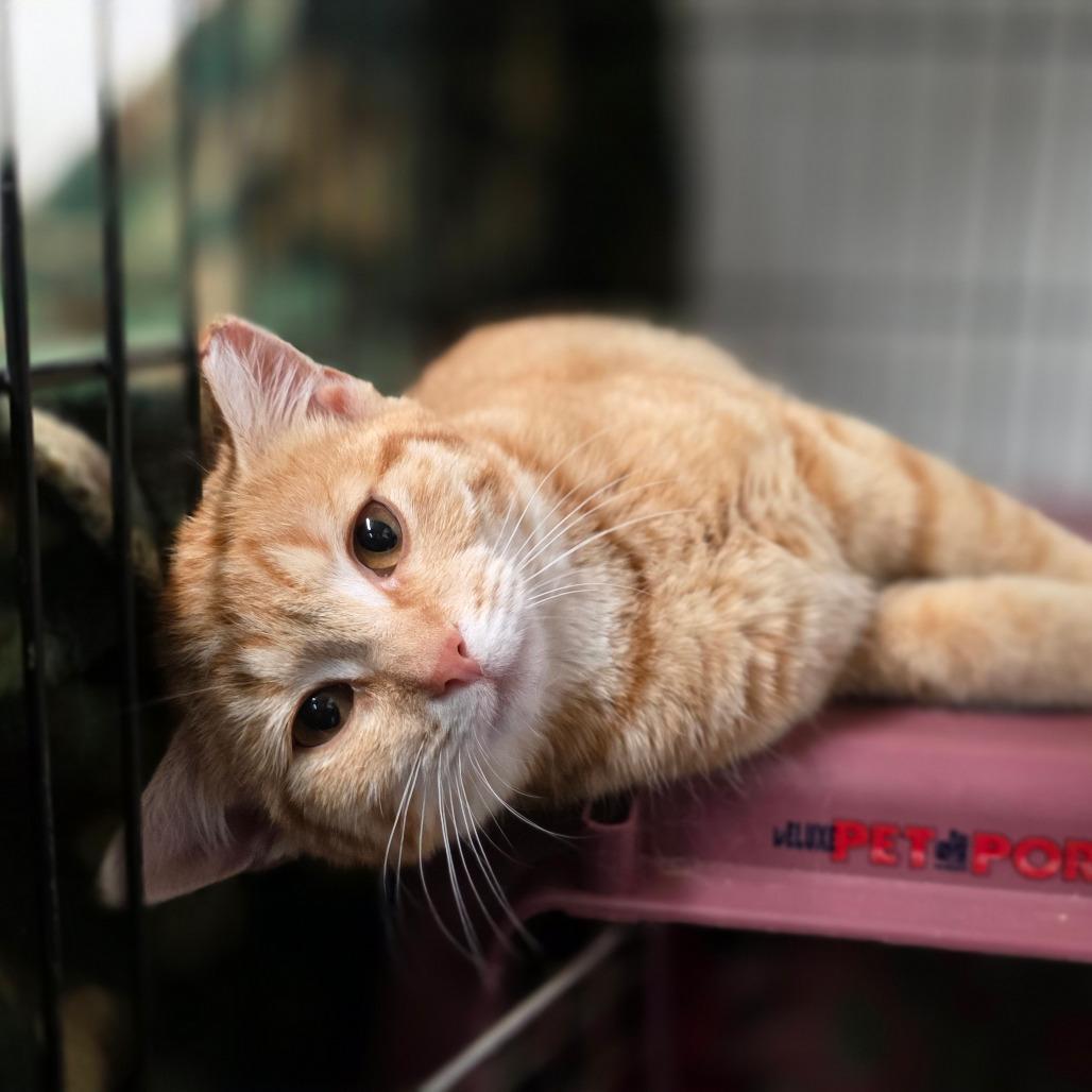 BCAS Honda, a Adoptable Domestic Short Hair in Abingdon, MD image 6/6