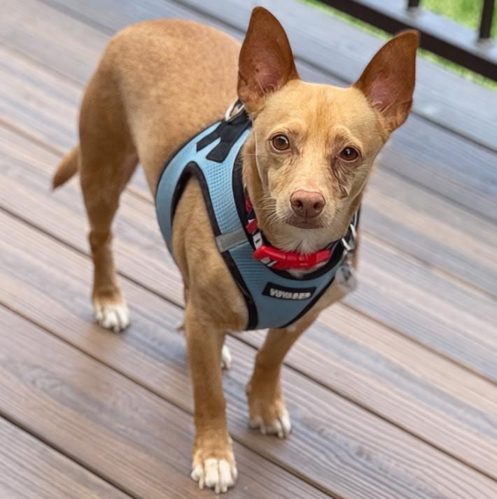 Wilbur, a ADOPTABLE mixed breed in Mead, CO image 2/4