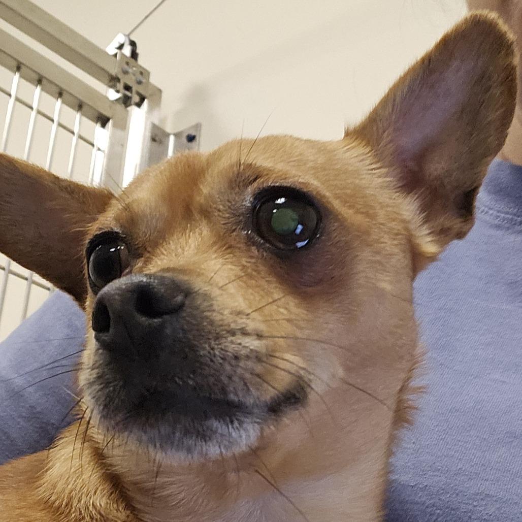 Potato Chip - Coming Soon, Adoptable, Adult Male Chihuahua.