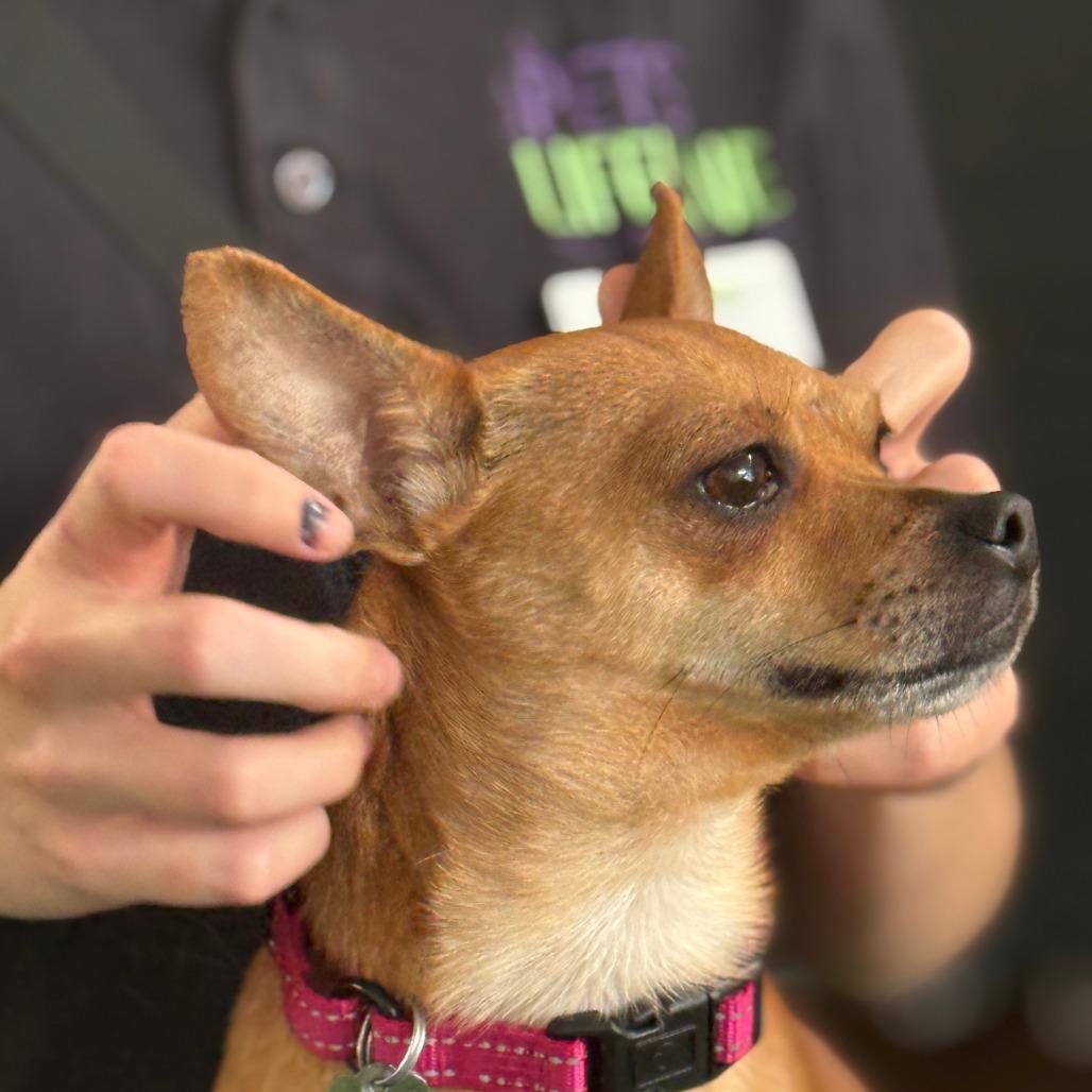 Enlarge Potato Chip - Coming Soon, a Adoptable Chihuahua in Sonoma, CA image 2/6