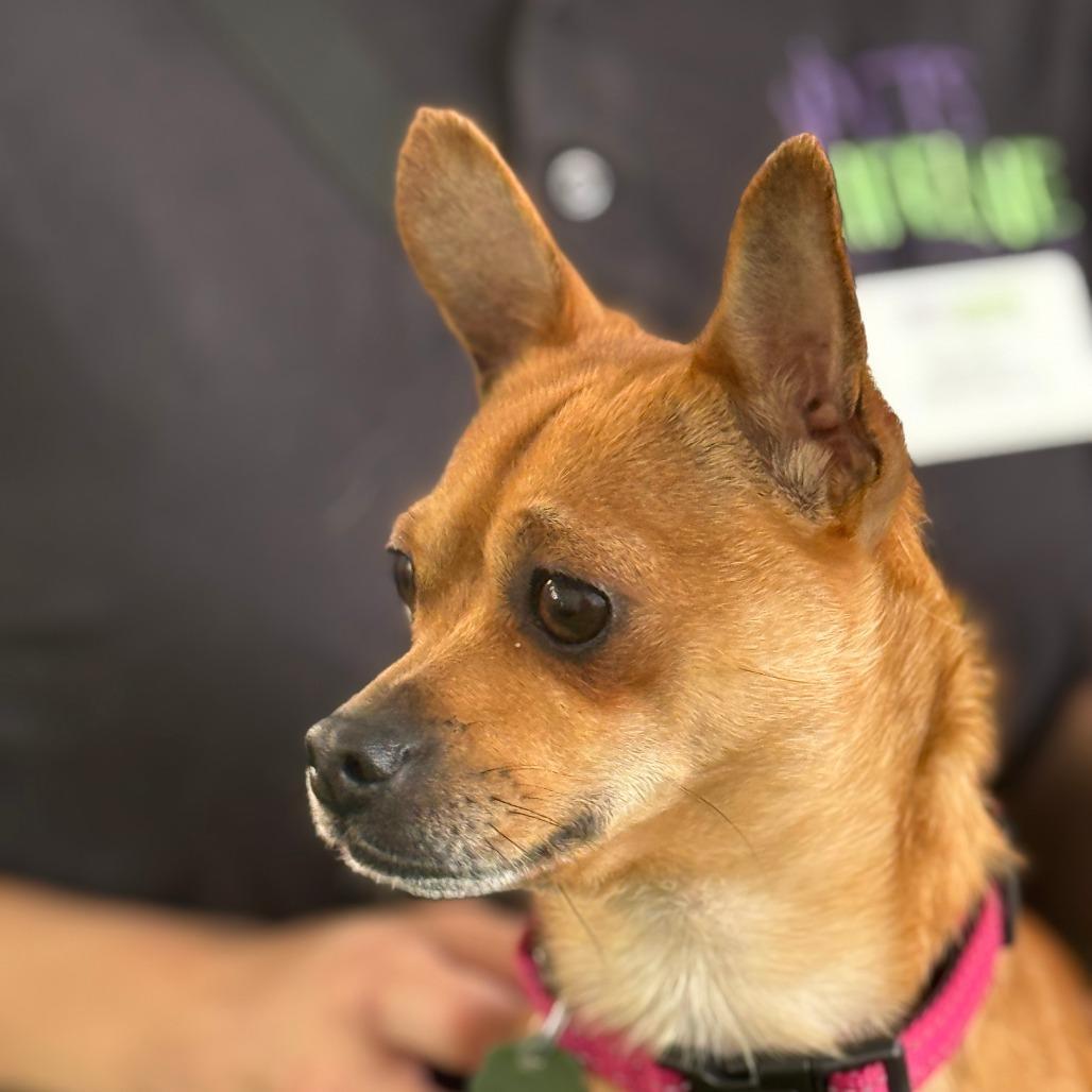 Enlarge Potato Chip - Coming Soon, a Adoptable Chihuahua in Sonoma, CA image 3/6