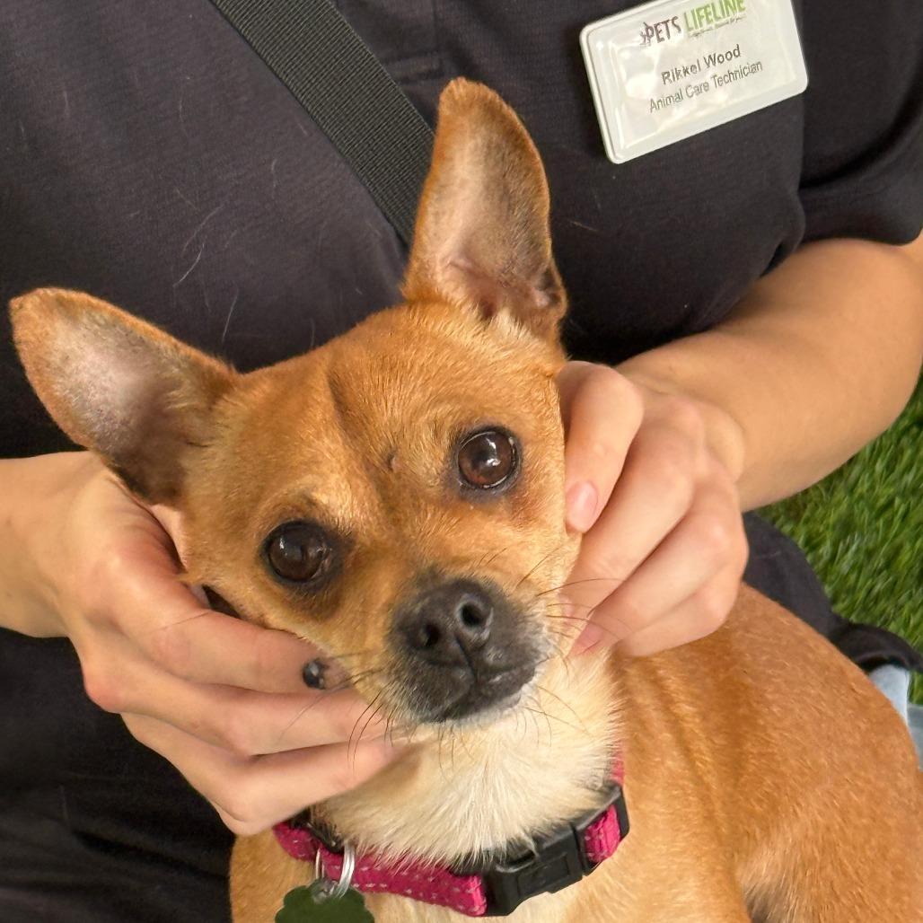 Enlarge Potato Chip - Coming Soon, a Adoptable Chihuahua in Sonoma, CA image 4/6