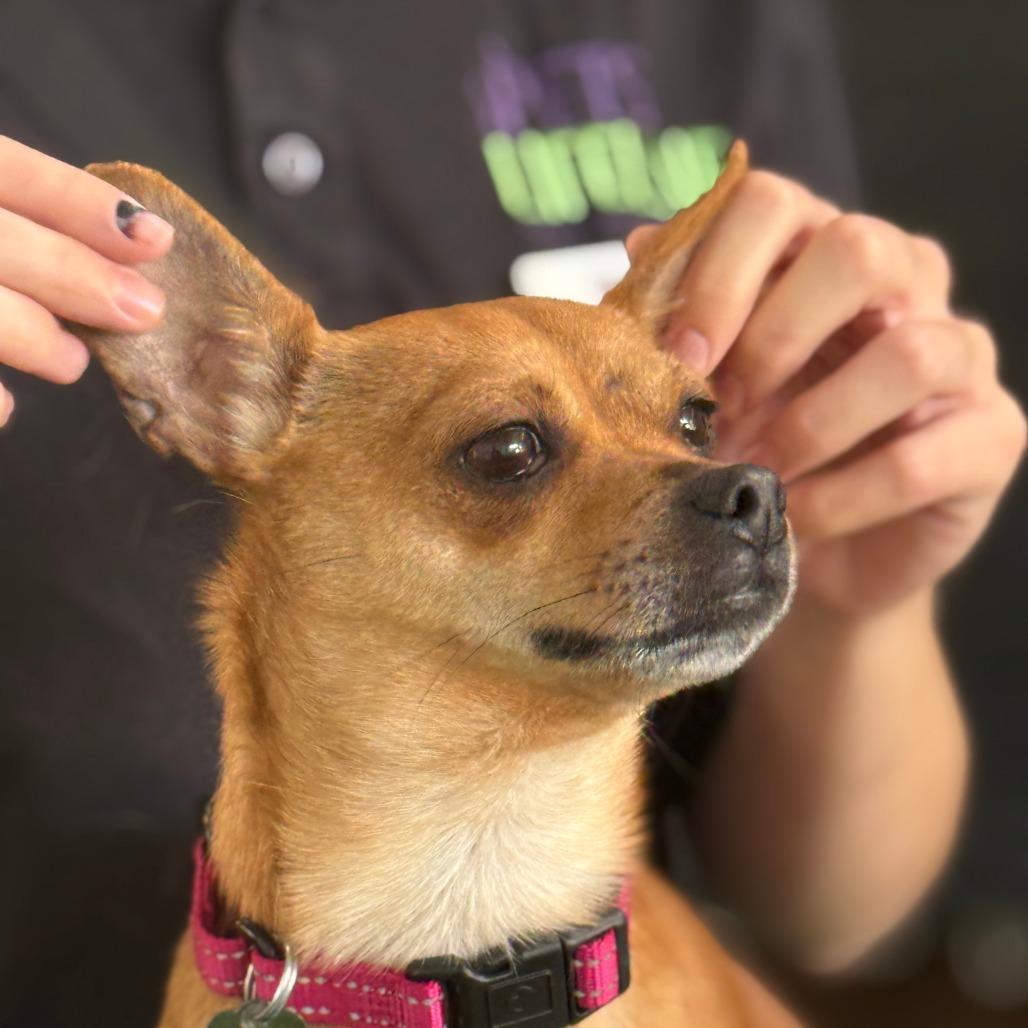 Enlarge Potato Chip - Coming Soon, a Adoptable Chihuahua in Sonoma, CA image 5/6