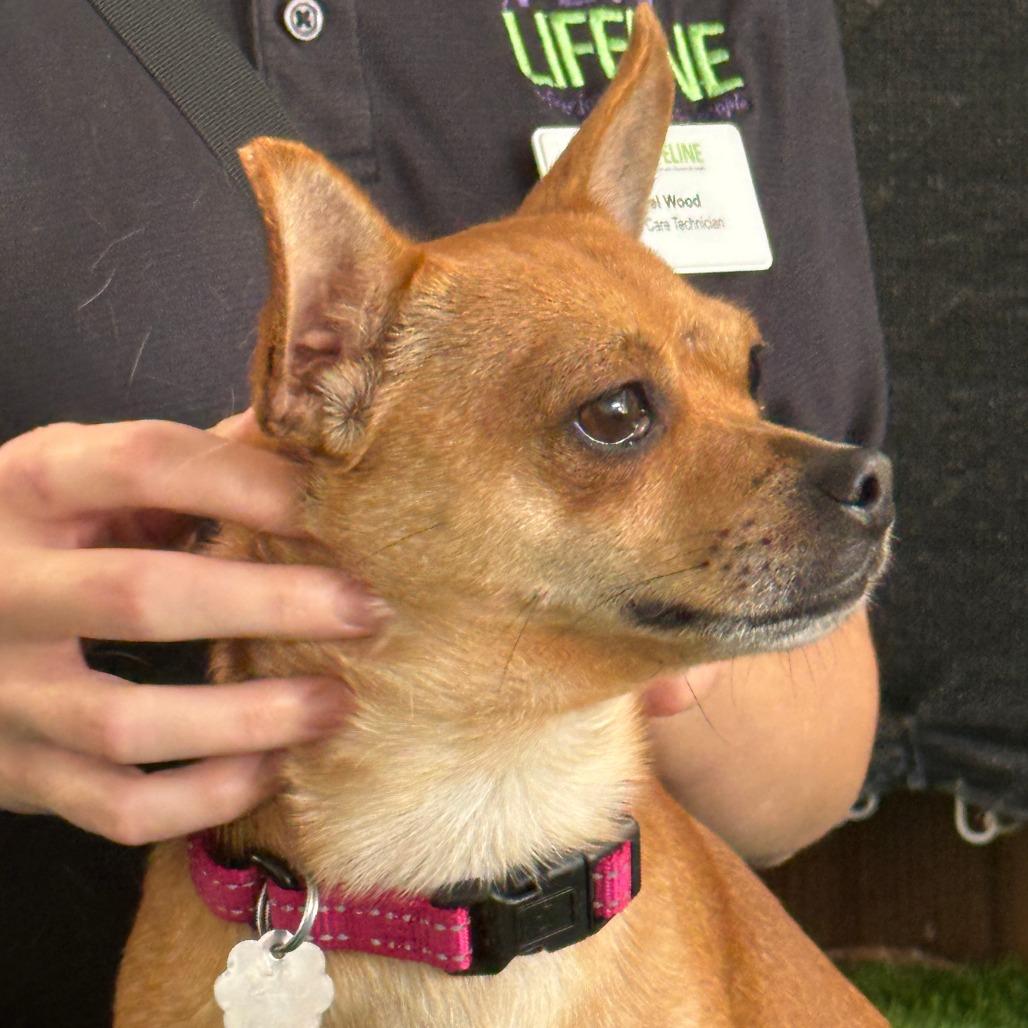 Enlarge Potato Chip - Coming Soon, a Adoptable Chihuahua in Sonoma, CA image 6/6