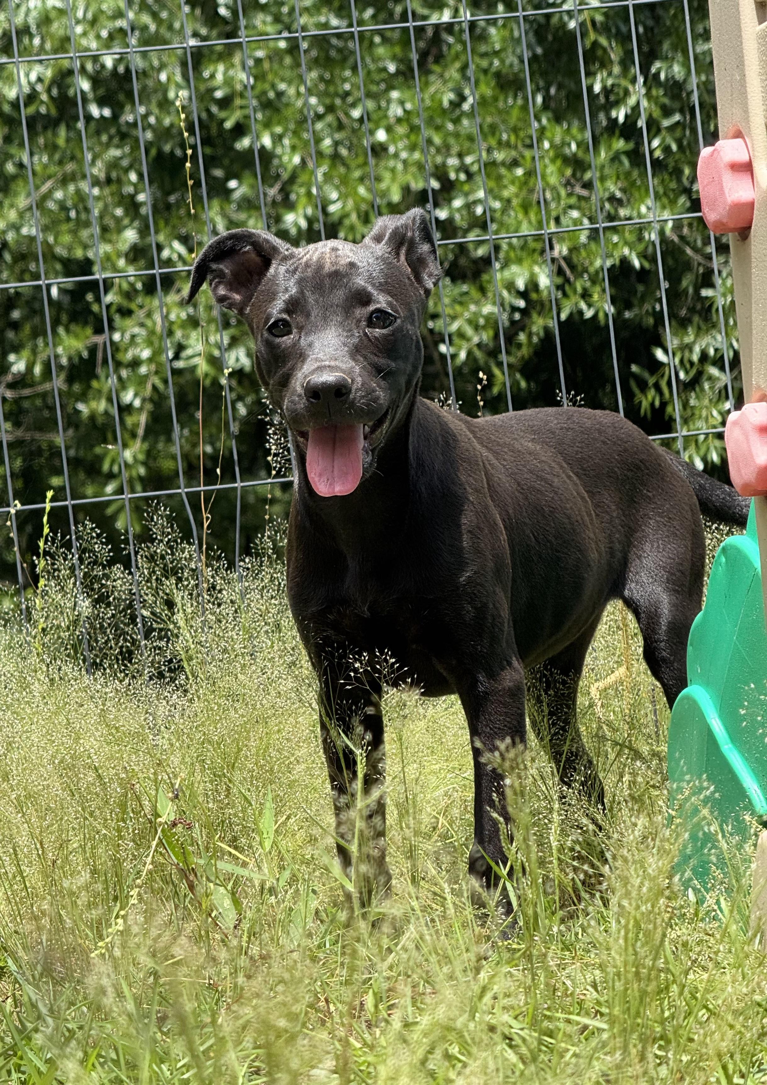 Enlarge ESPRESSO, a Adoptable mixed breed in Fosters, AL image 1/6