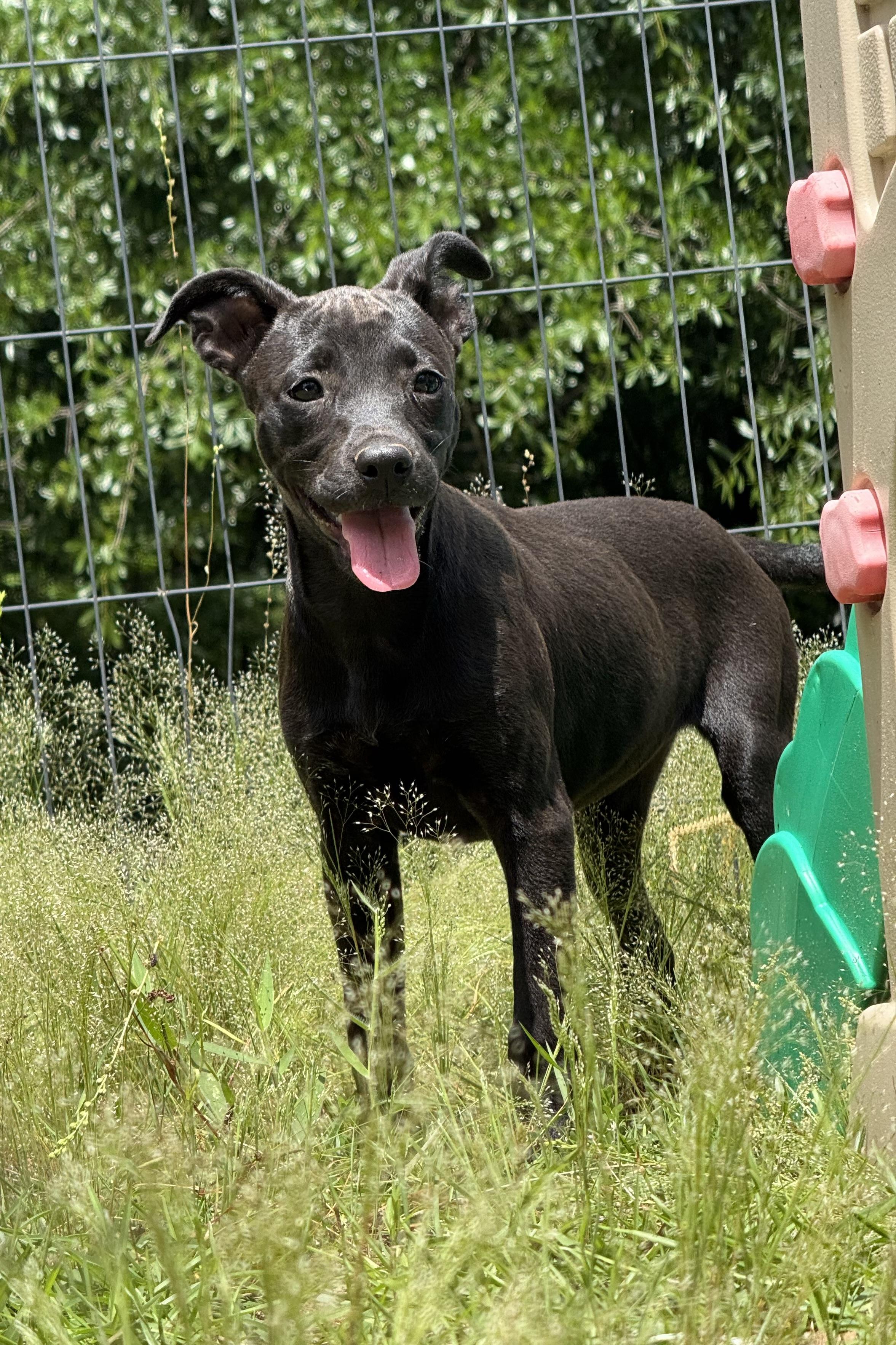 Enlarge ESPRESSO, a Adoptable mixed breed in Fosters, AL image 5/6