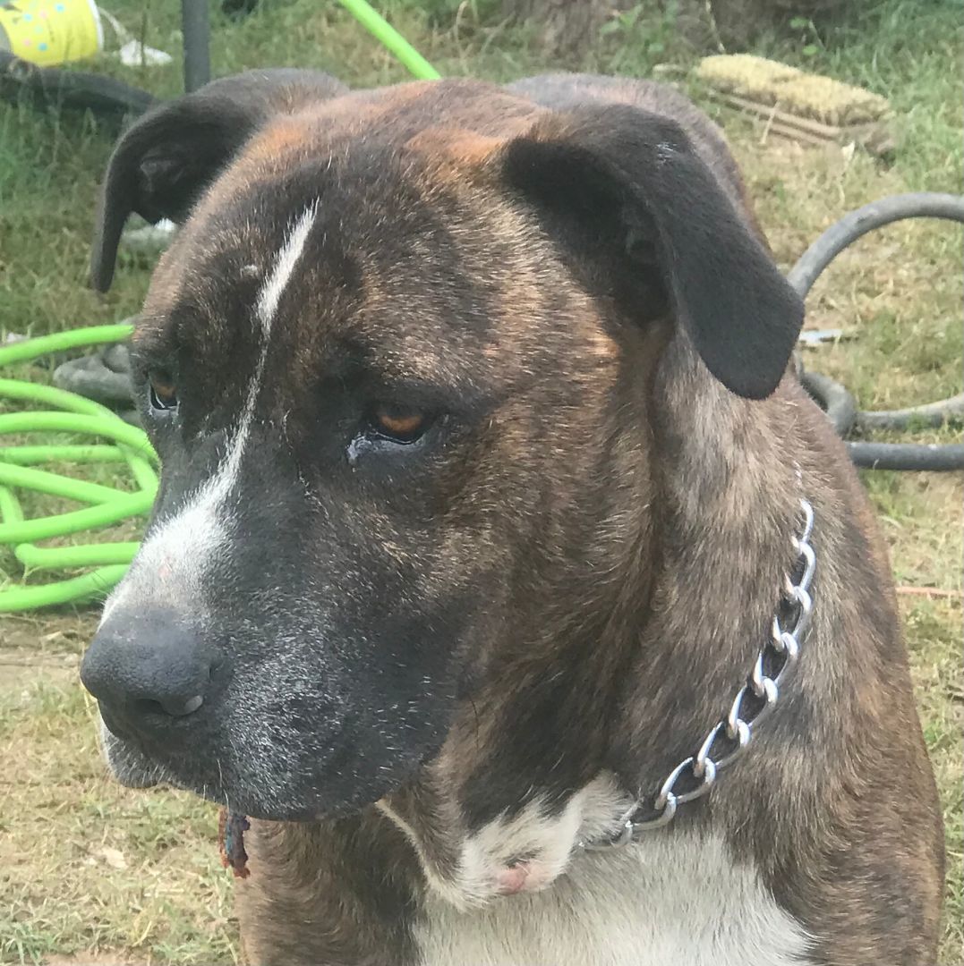 Jake, a Adoptable mixed breed in Rockdale, TX image 1/6