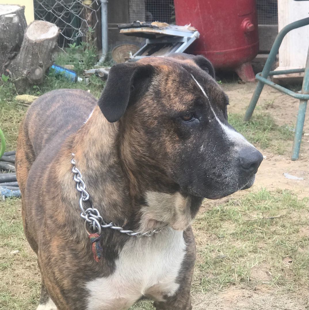 Jake, a Adoptable mixed breed in Rockdale, TX image 2/6