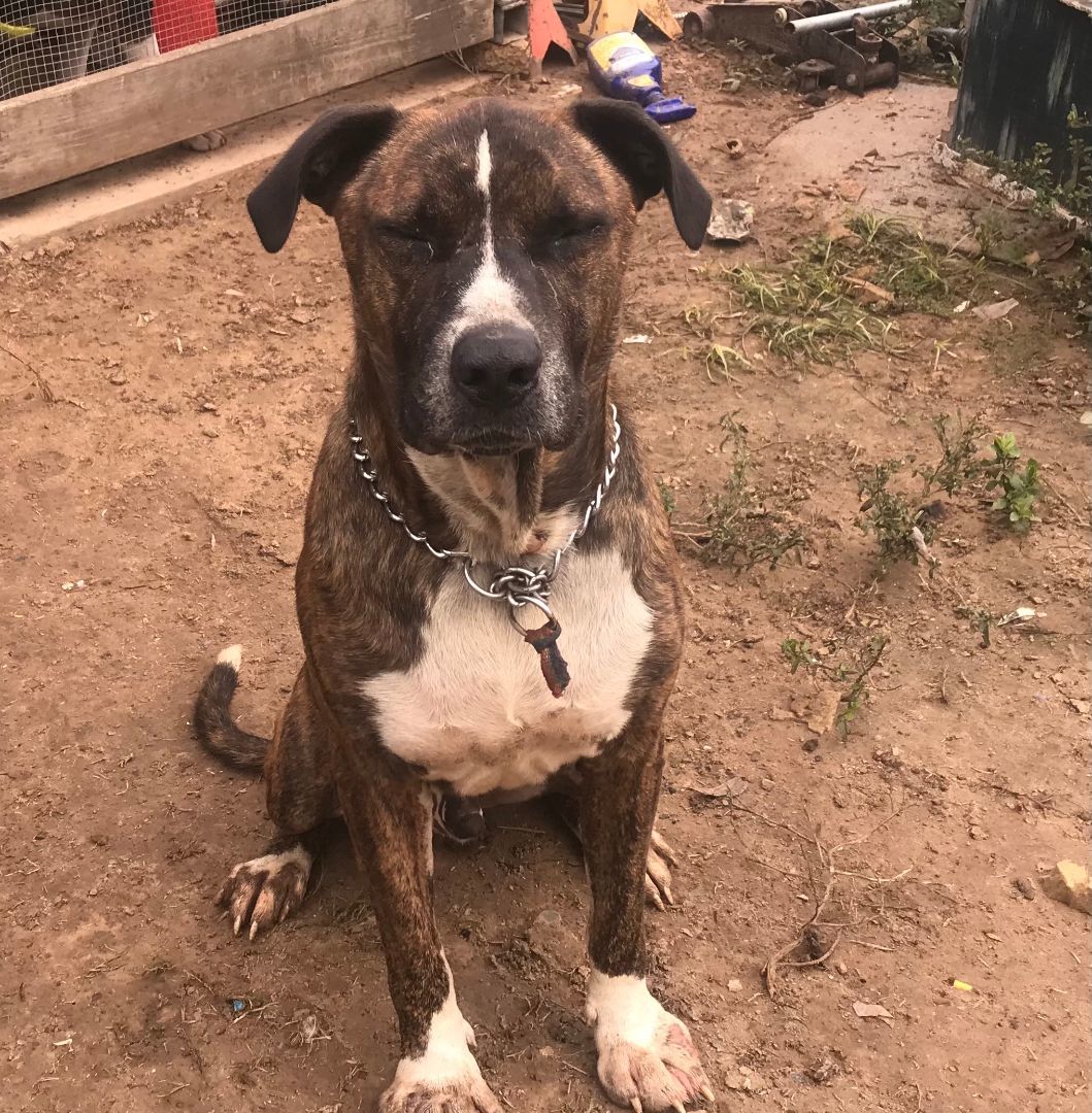 Jake, a Adoptable mixed breed in Rockdale, TX image 3/6