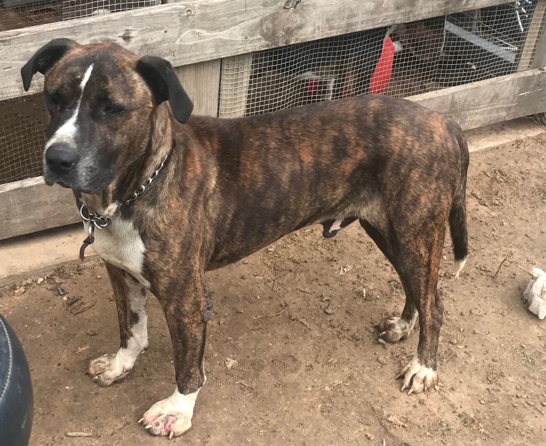 Jake, a Adoptable mixed breed in Rockdale, TX image 4/6