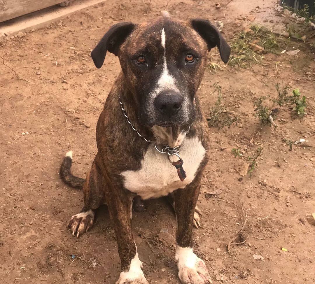 Jake, a Adoptable mixed breed in Rockdale, TX image 5/6