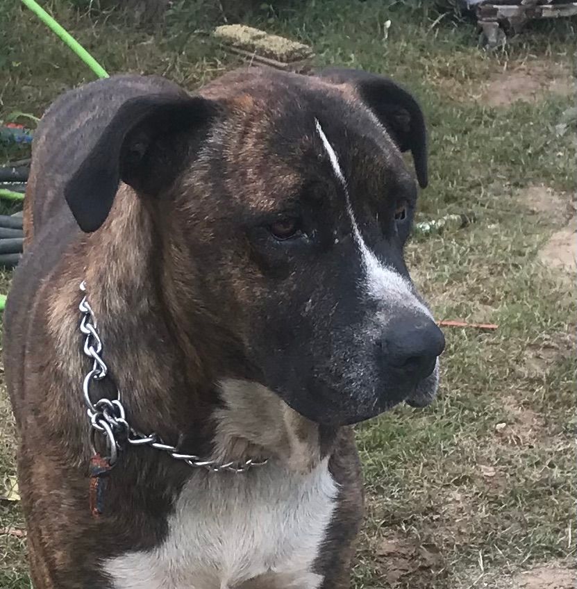 Jake, a Adoptable mixed breed in Rockdale, TX image 6/6