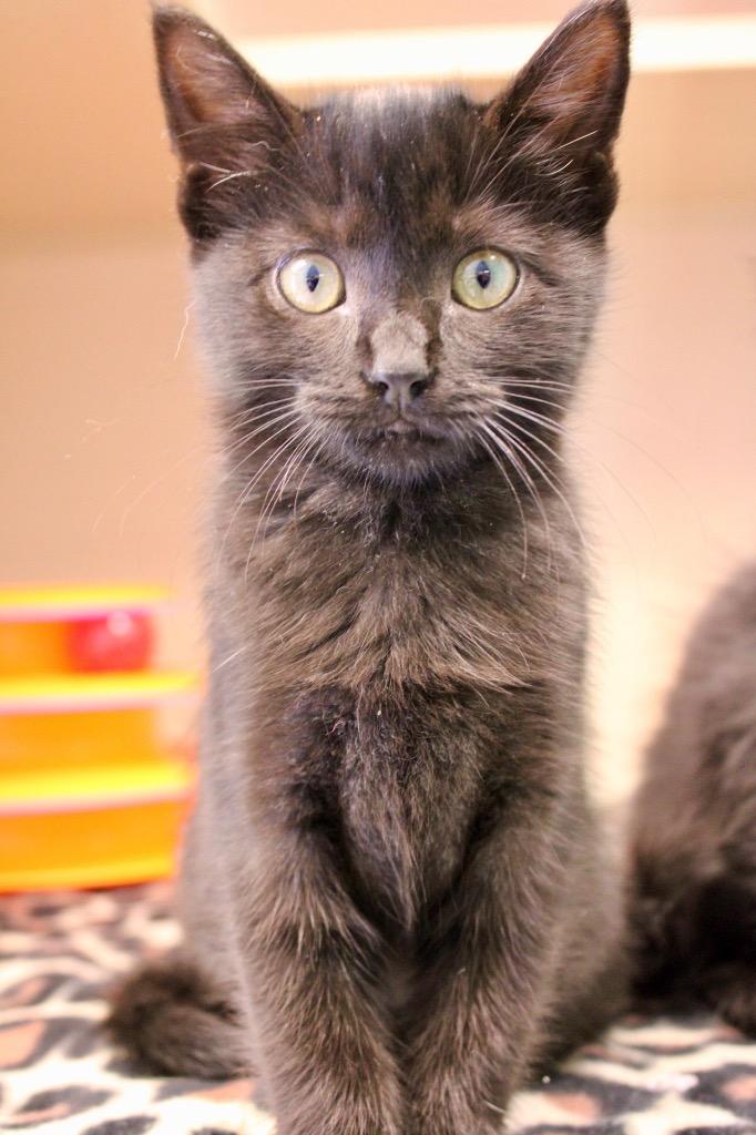 Fendi, Adoptable, Kitten Female Domestic Short Hair.