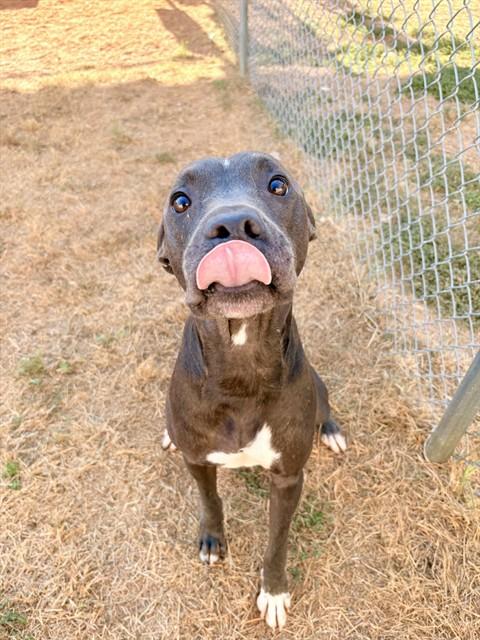 Enlarge WINSTON, a Adoptable mixed breed in Killeen, TX image 1/1