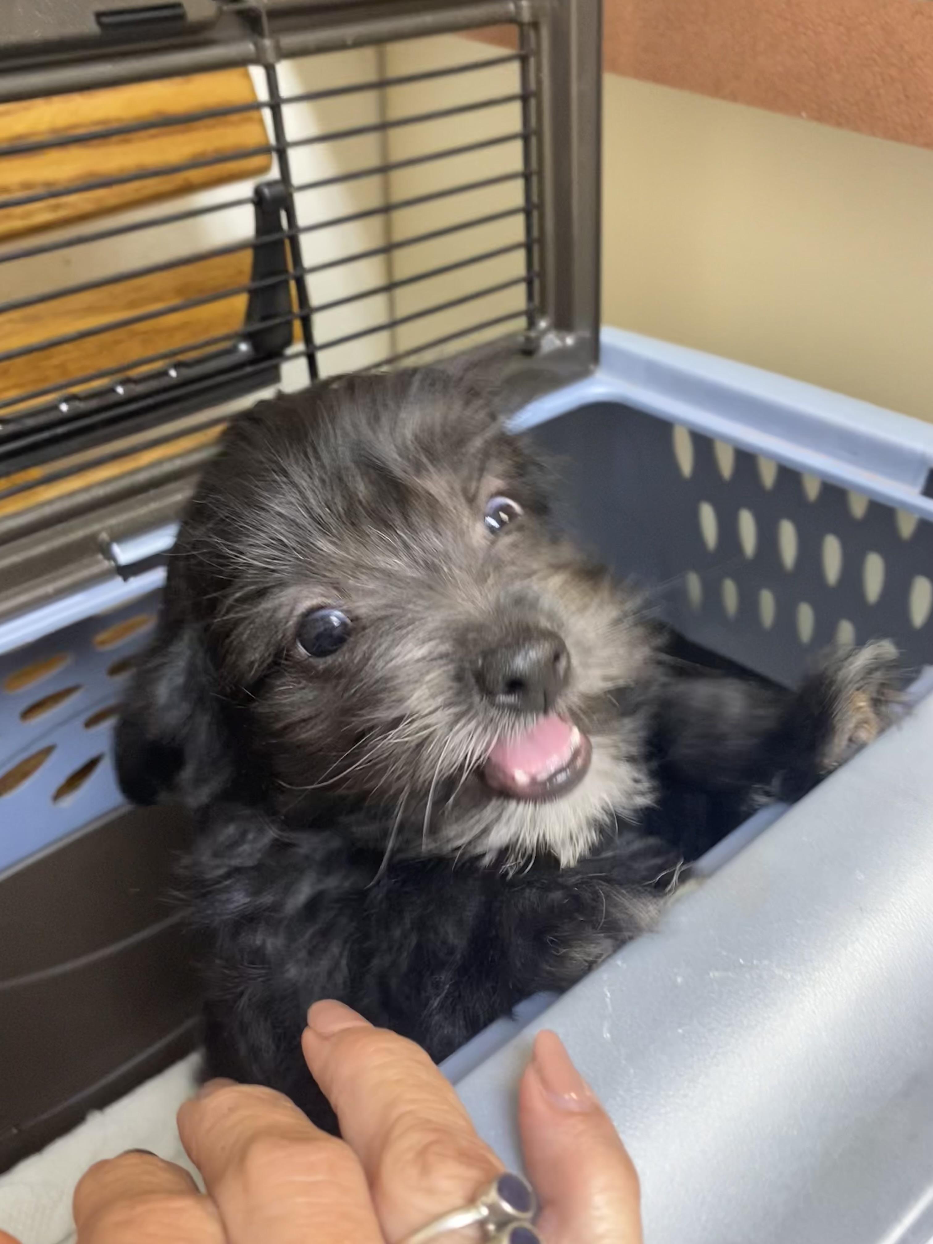 Enlarge Anisette and Sambuca, a ADOPTABLE mixed breed in Newtown, CT image 5/5