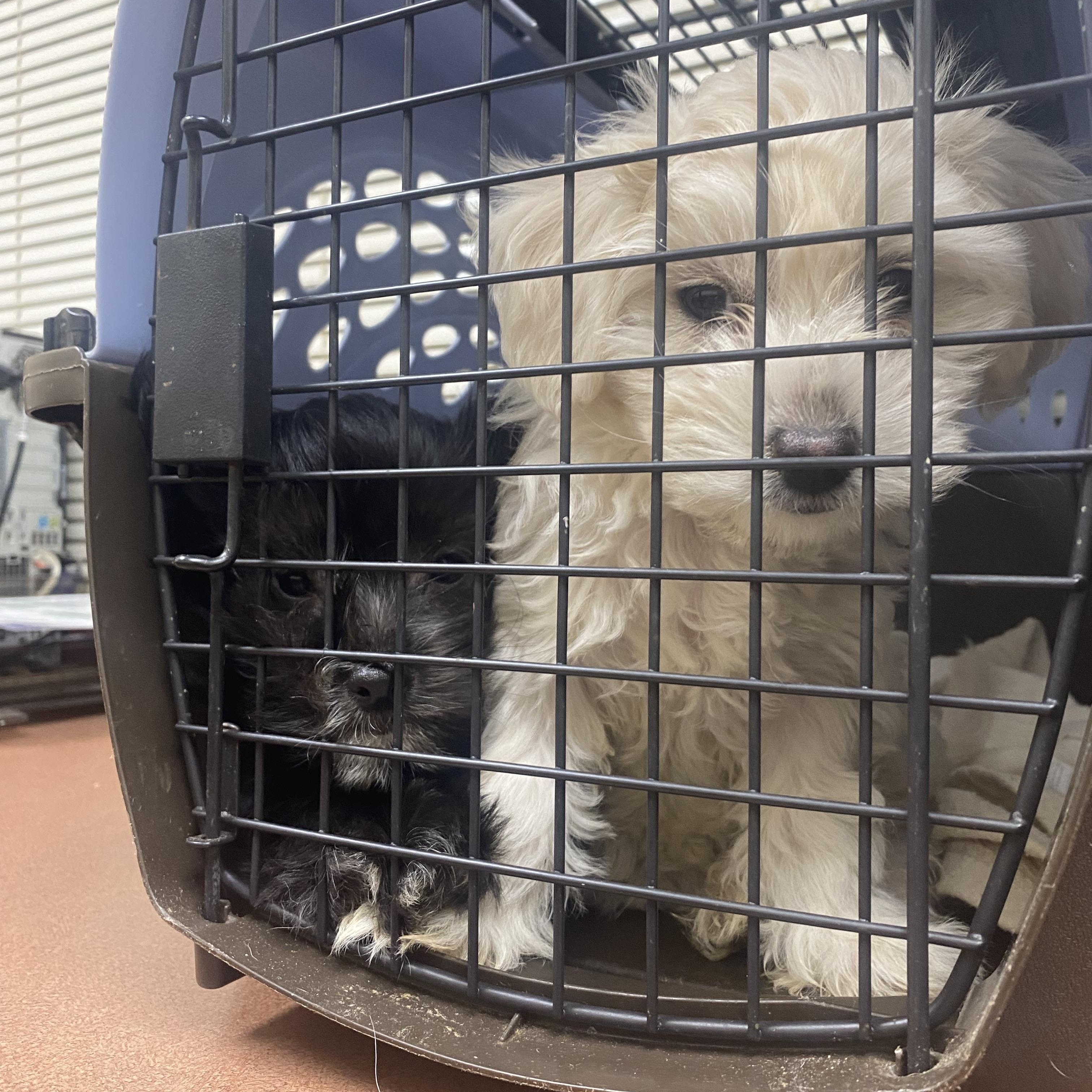 Enlarge Anisette and Sambuca, a ADOPTABLE mixed breed in Newtown, CT image 2/5