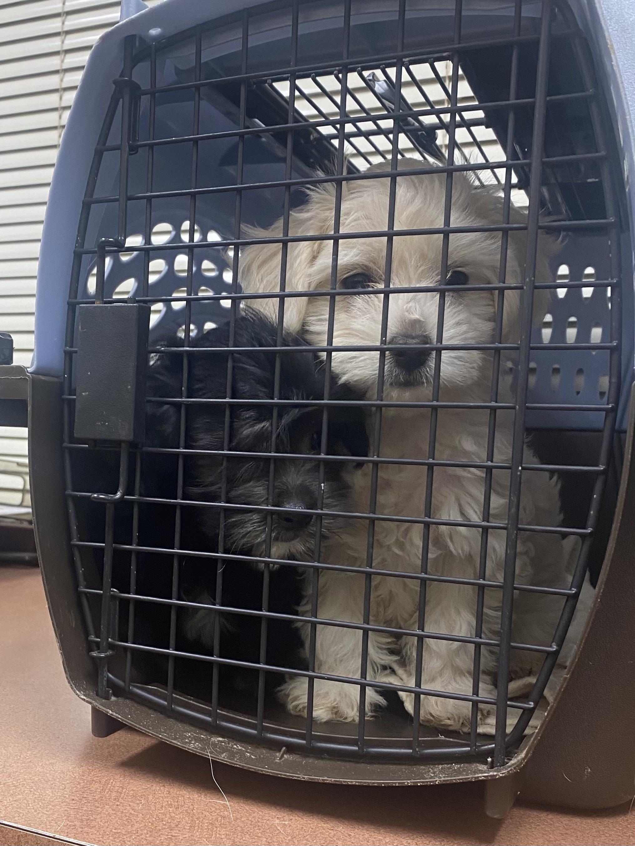 Enlarge Anisette and Sambuca, a ADOPTABLE mixed breed in Newtown, CT image 4/5