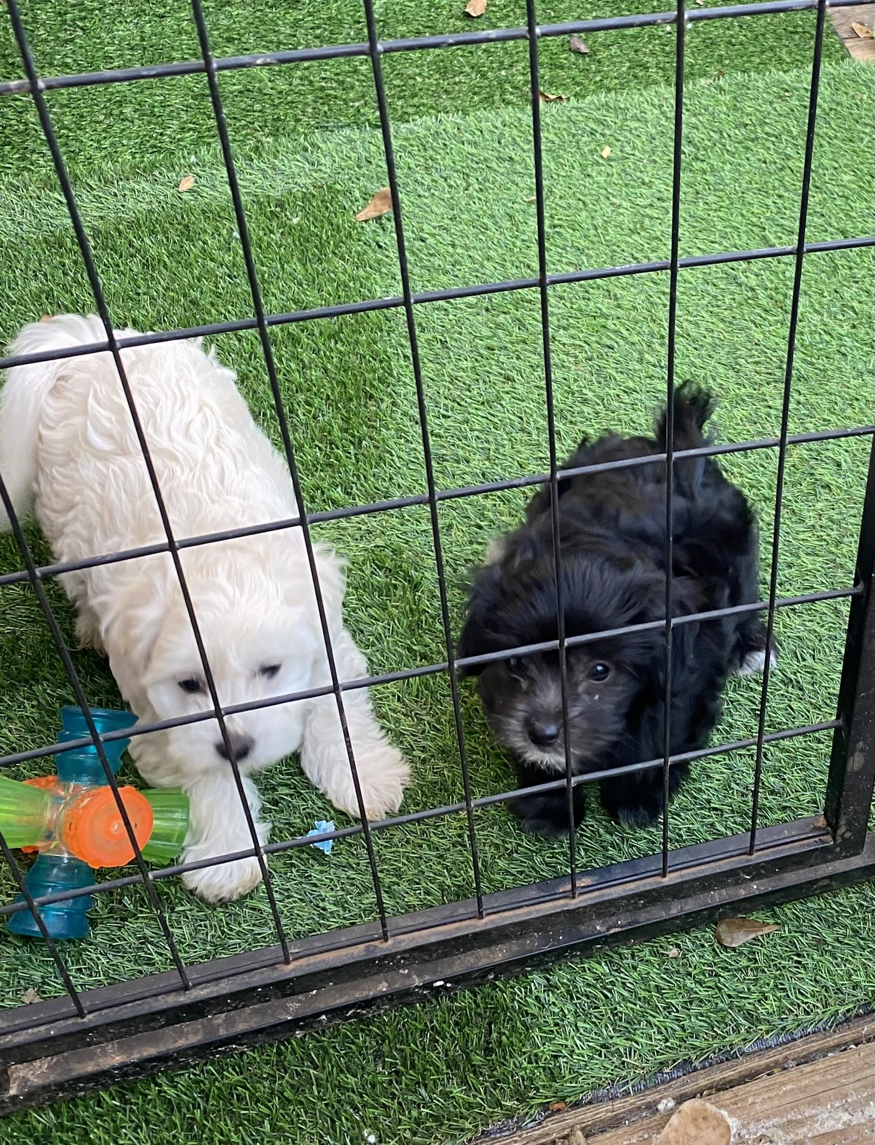 Enlarge Anisette and Sambuca, a ADOPTABLE mixed breed in Newtown, CT image 3/5