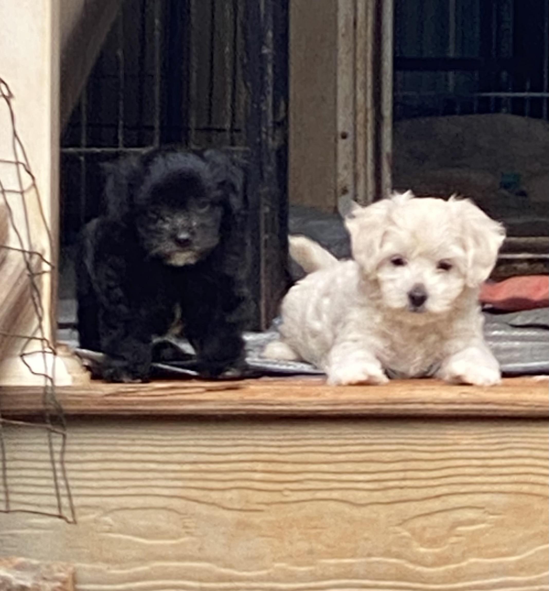 Enlarge Anisette and Sambuca, a ADOPTABLE mixed breed in Newtown, CT image 1/5