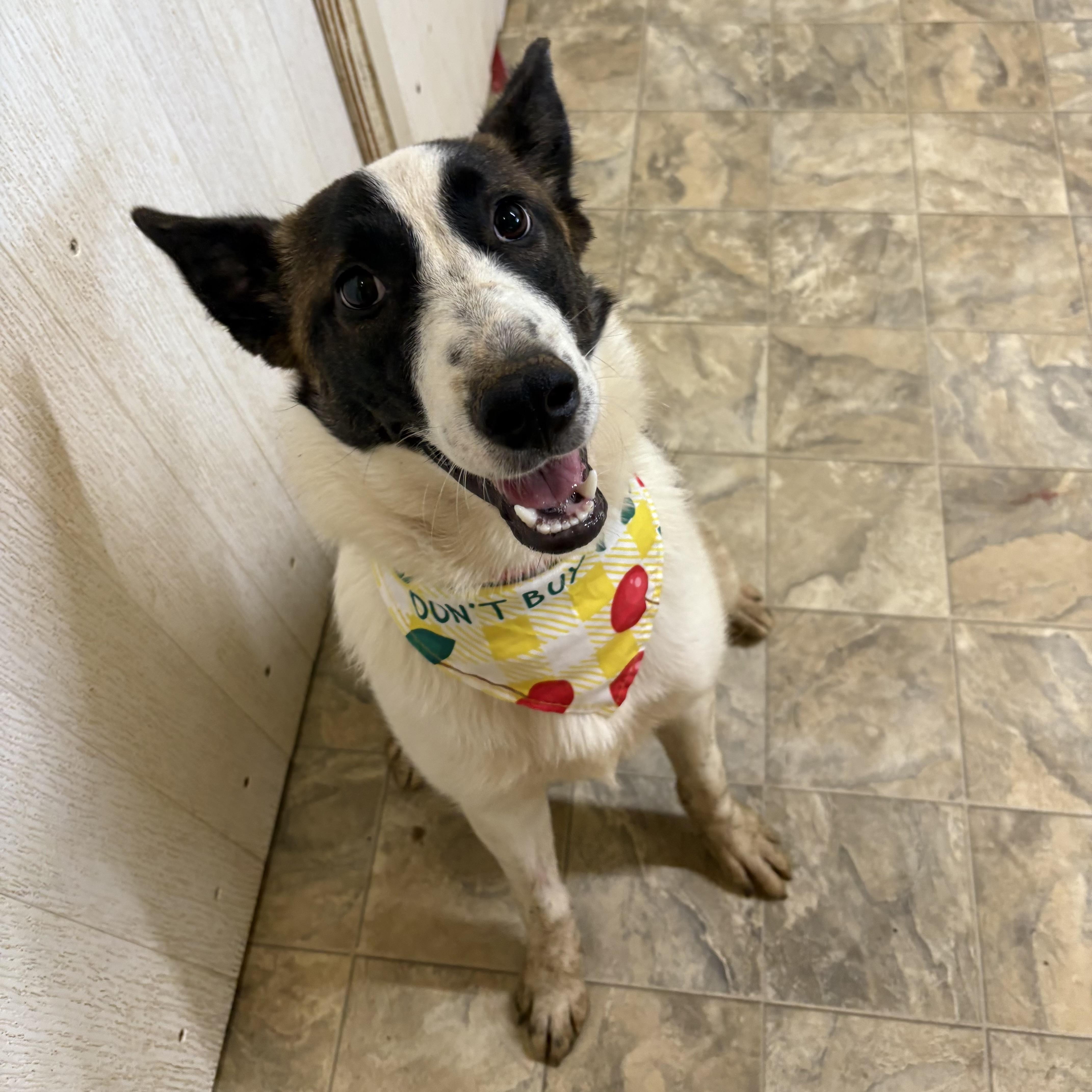 Enlarge Jolie, a ADOPTABLE mixed breed in Pilot Point, TX image 2/2