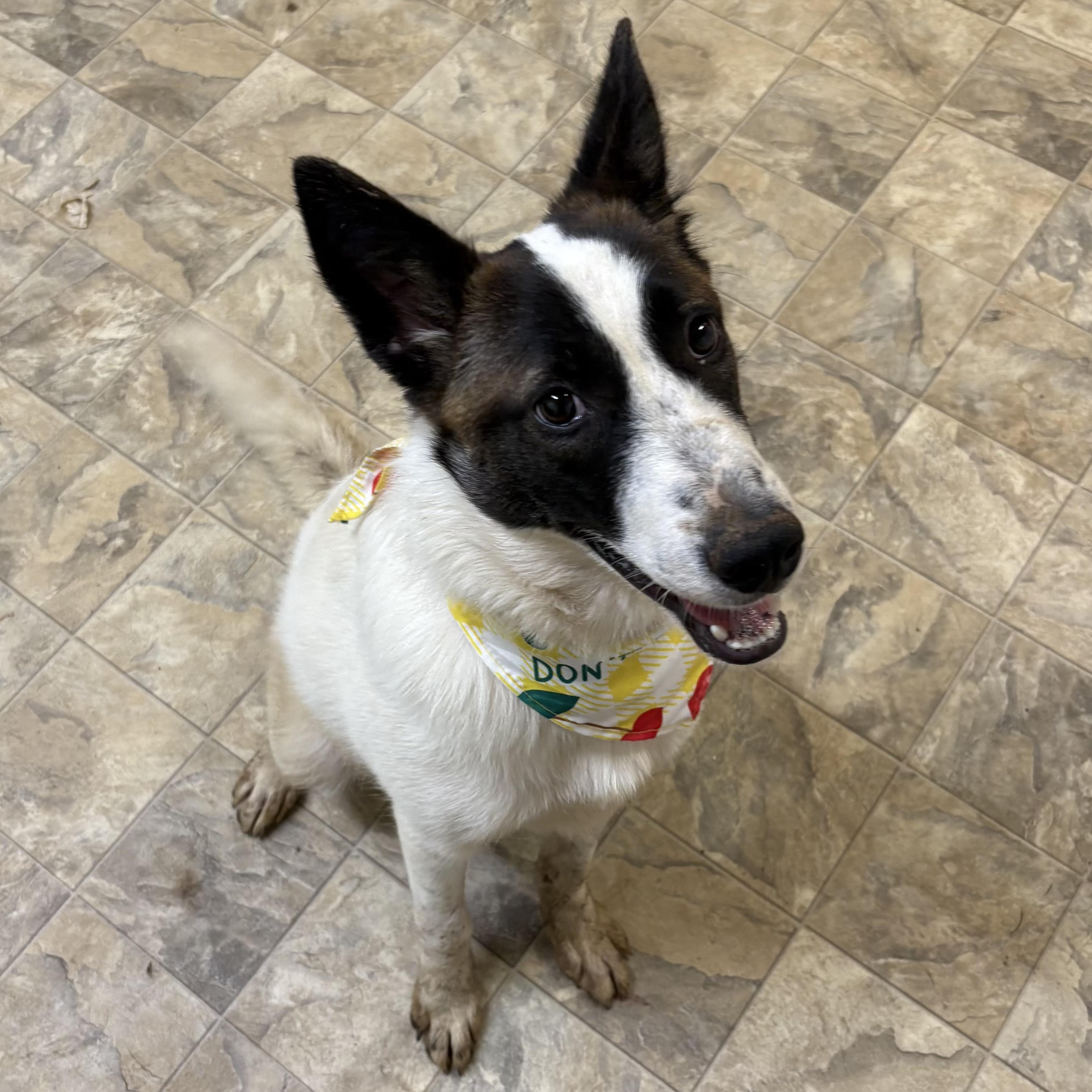 Jolie, ADOPTABLE, Adult Female Australian Cattle Dog / Blue Heeler.
