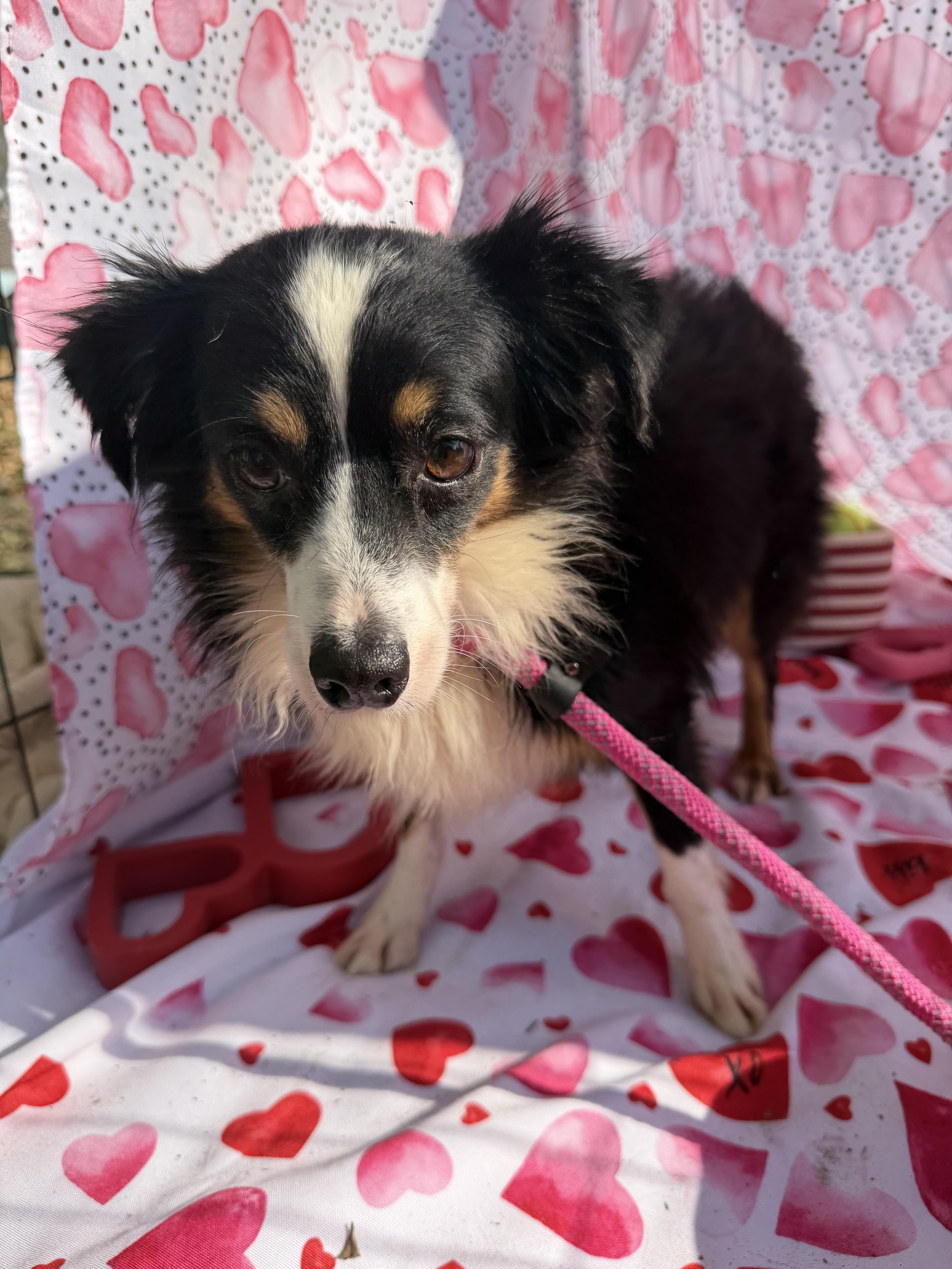 Enlarge Julie, a ADOPTABLE Australian Shepherd in Westerly, RI image 2/2