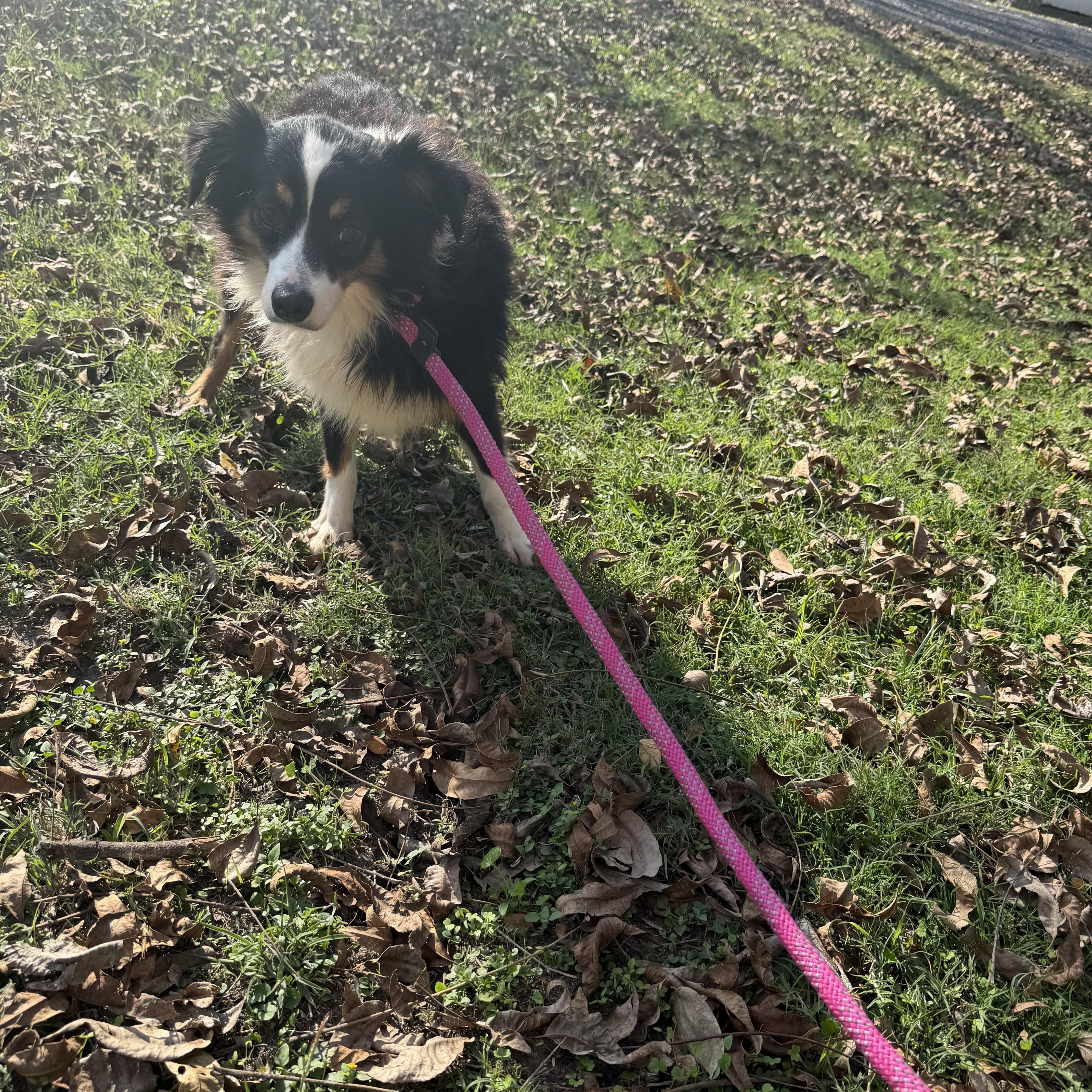 Julie, ADOPTABLE, Adult Female Australian Shepherd.