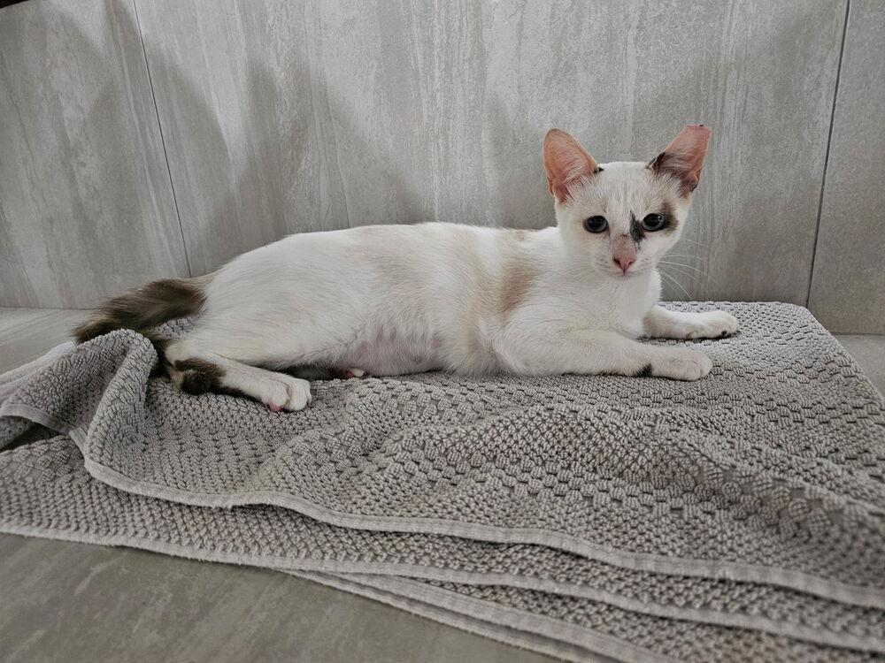 Skyzee, a Adoptable Domestic Short Hair in Hudson, NH image 3/3