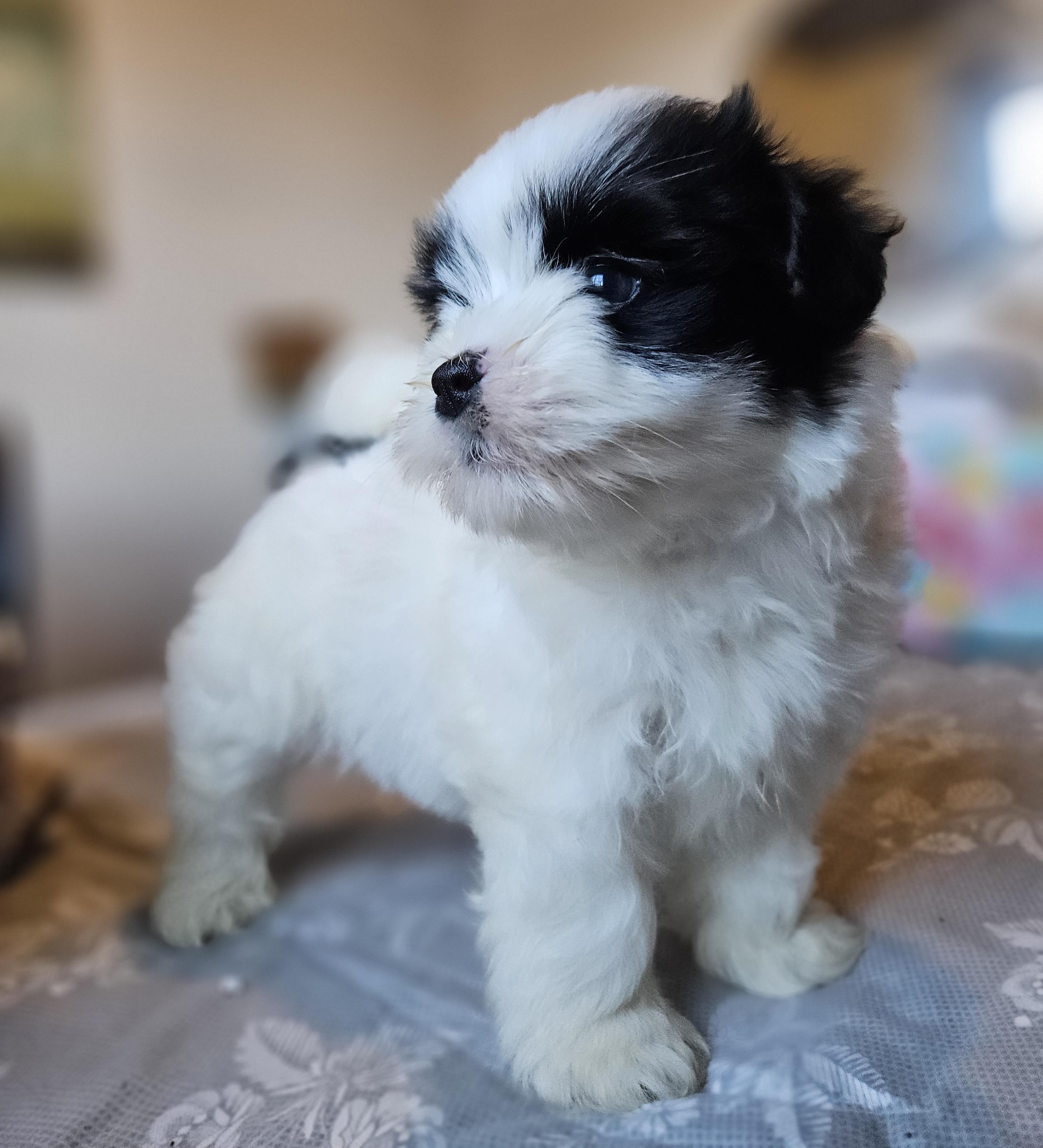 Minnie Maltipoo Dog