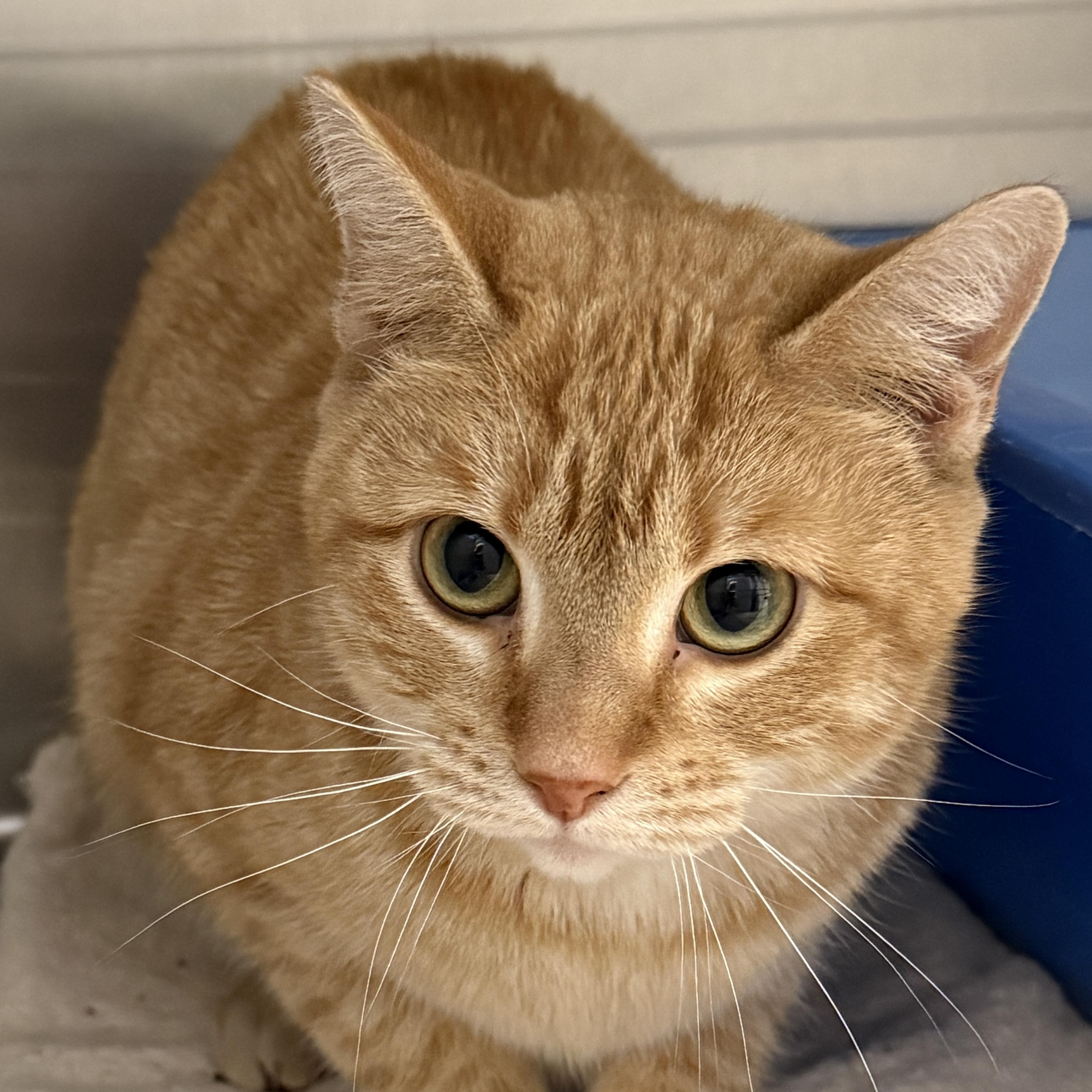 Enlarge Feta , a ADOPTABLE mixed breed in Lansing, MI image 1/1