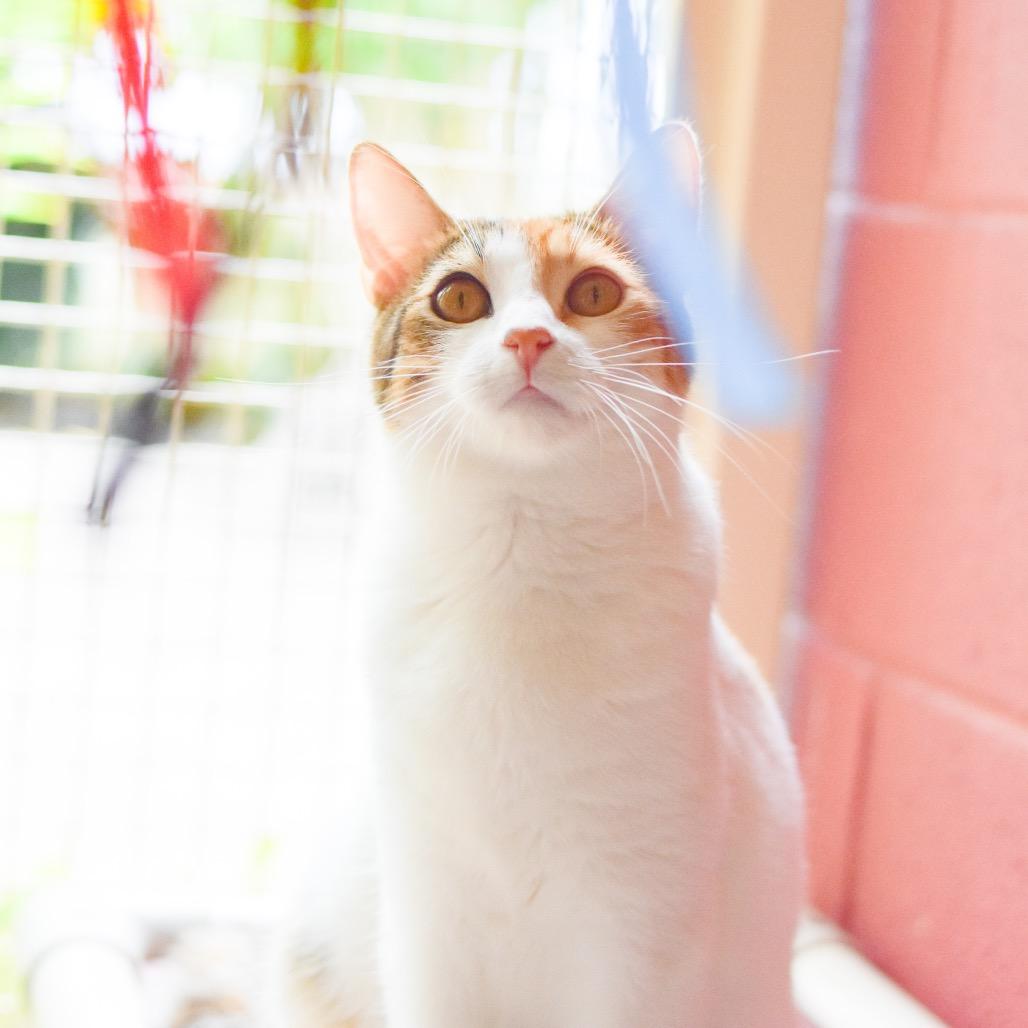 Enlarge Edith, a Adoptable Domestic Short Hair in Kailua Kona, HI image 1/4