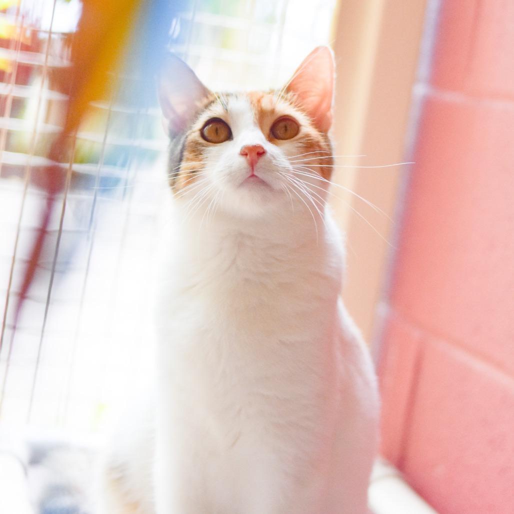 Enlarge Edith, a Adoptable Domestic Short Hair in Kailua Kona, HI image 2/4