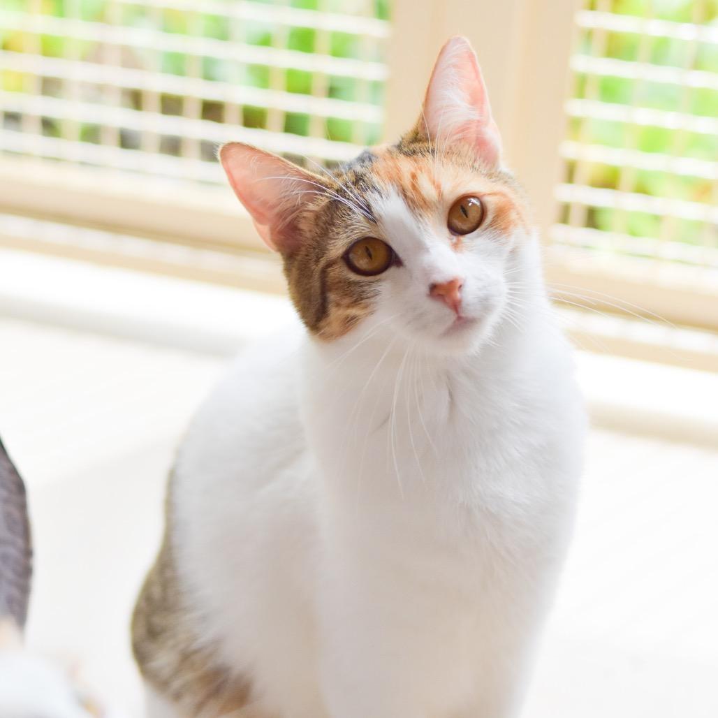 Enlarge Edith, a Adoptable Domestic Short Hair in Kailua Kona, HI image 3/4