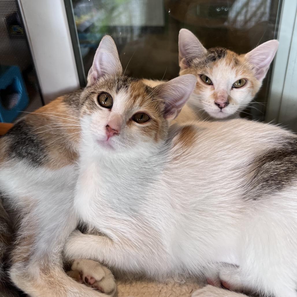 Enlarge Edith, a Adoptable Domestic Short Hair in Kailua Kona, HI image 1/4