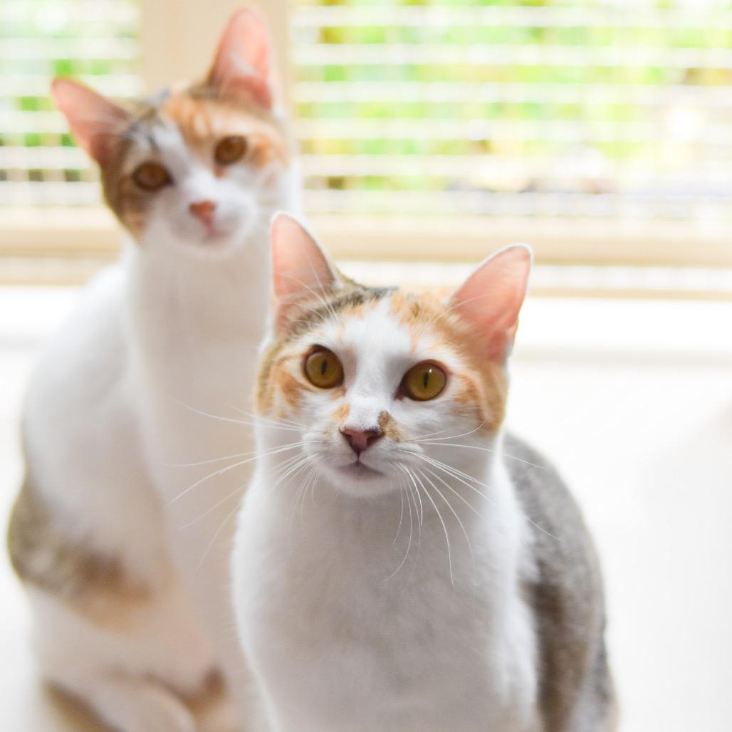 Enlarge Edith, a Adoptable Domestic Short Hair in Kailua Kona, HI image 4/4