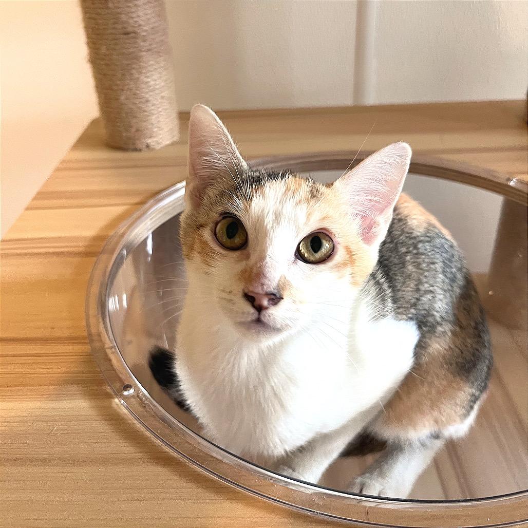 Enlarge Edith, a Adoptable Domestic Short Hair in Kailua Kona, HI image 2/4