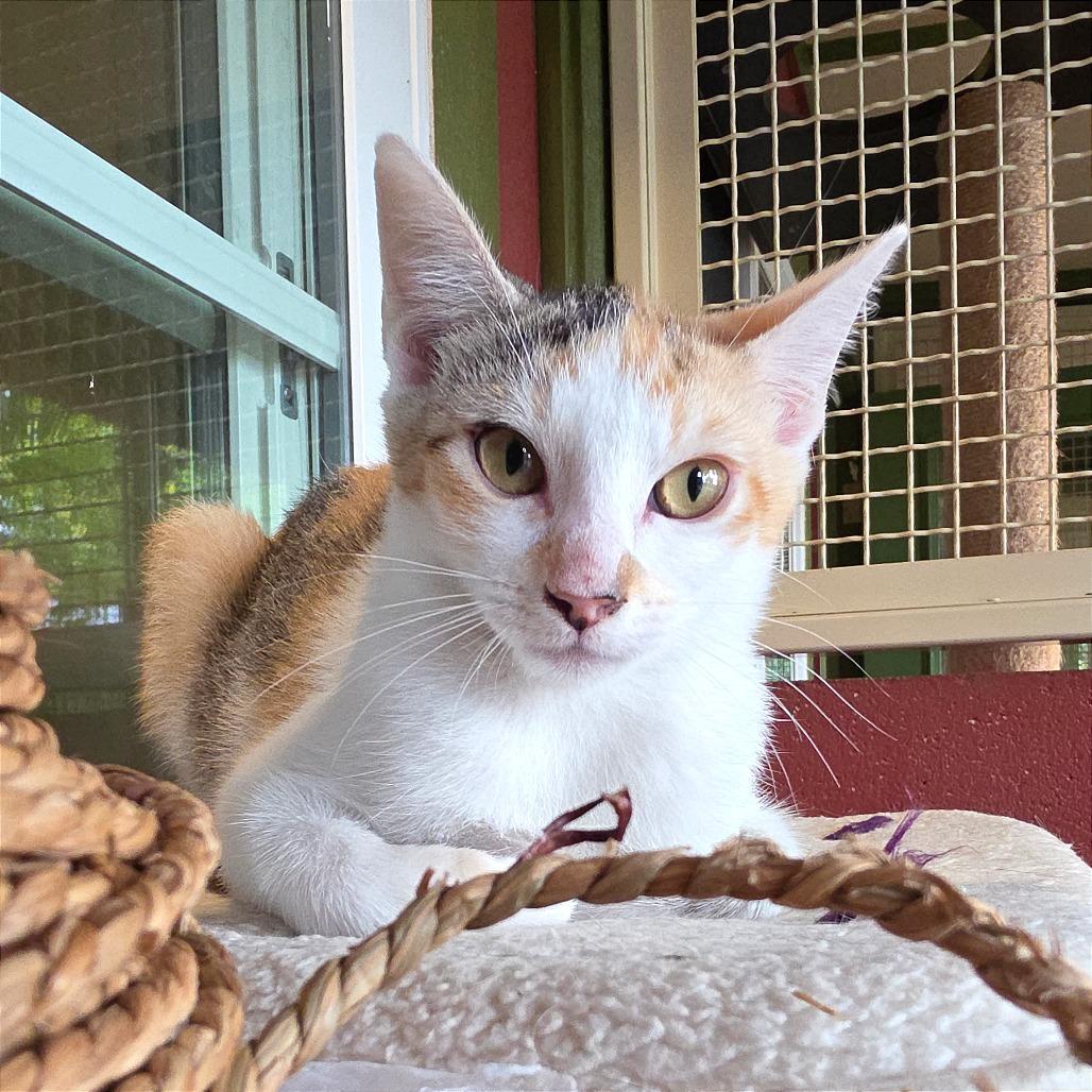 Enlarge Edith, a Adoptable Domestic Short Hair in Kailua Kona, HI image 3/4